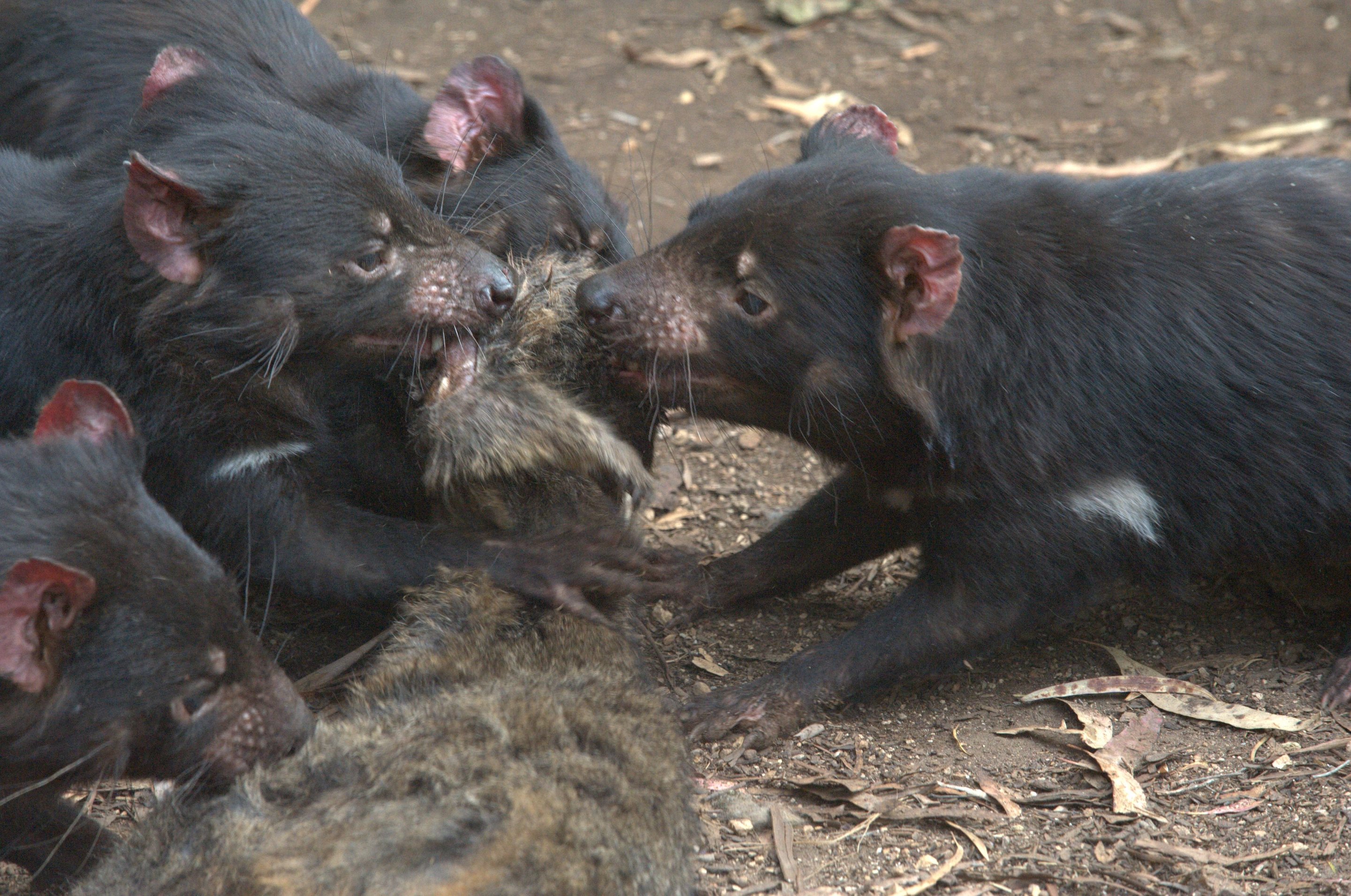 Tassie devils' decline has left a feast of carrion for feral cats