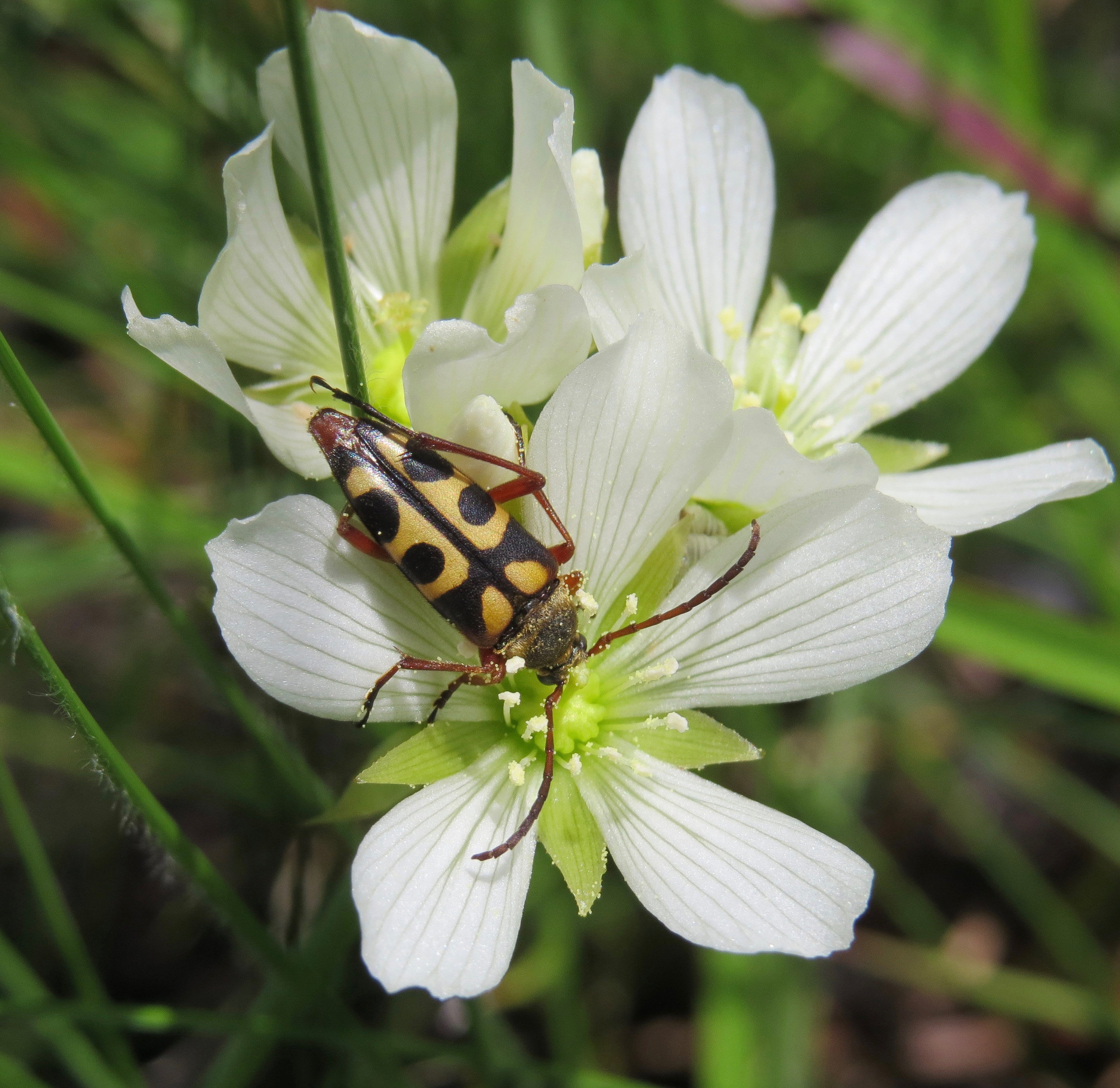 Venus Flytraps Don't Trap Insects that Pollinate Them – National Geographic  Education Blog