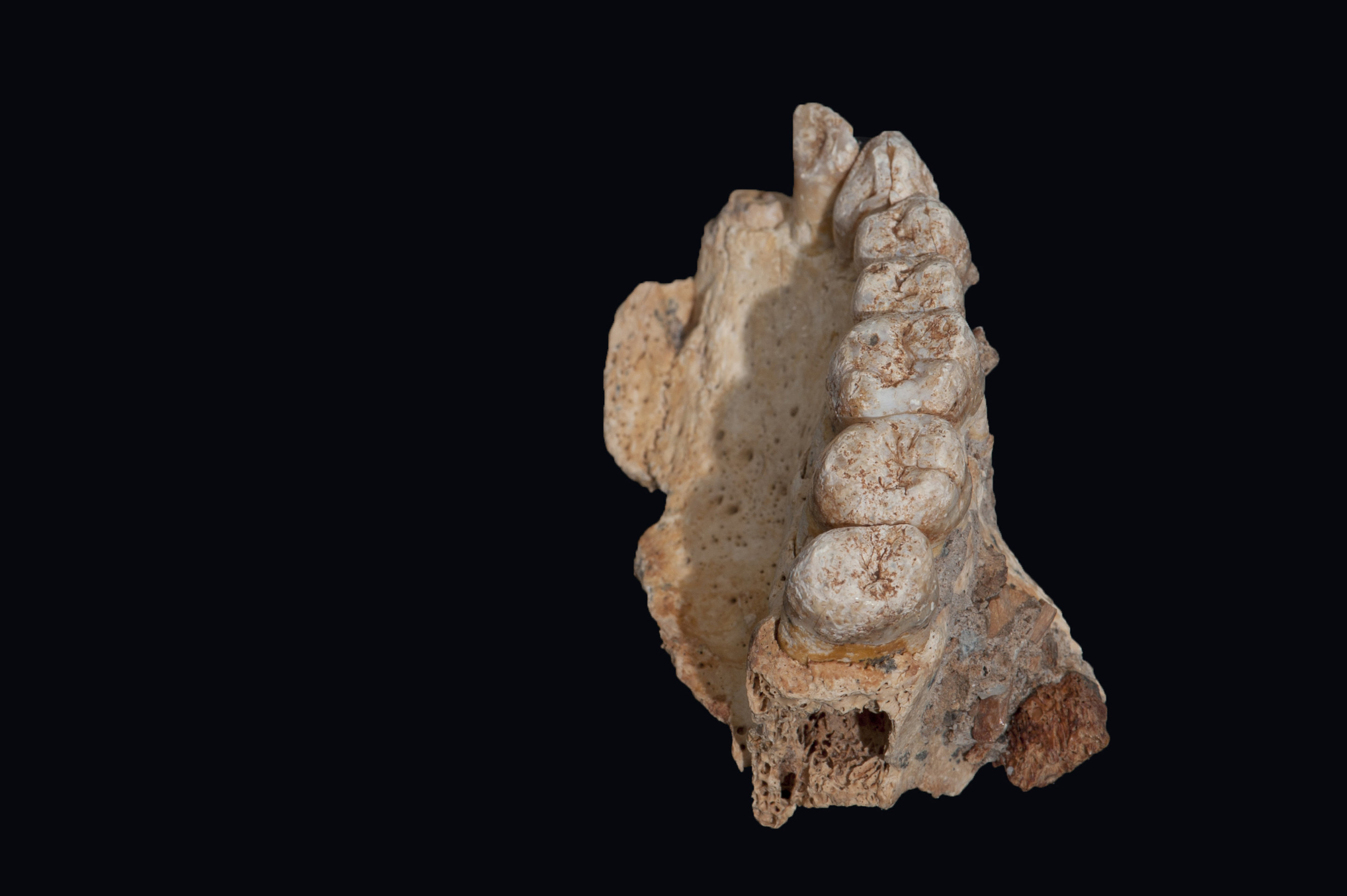 Scientists discover oldest known modern human fossil outside of Africa