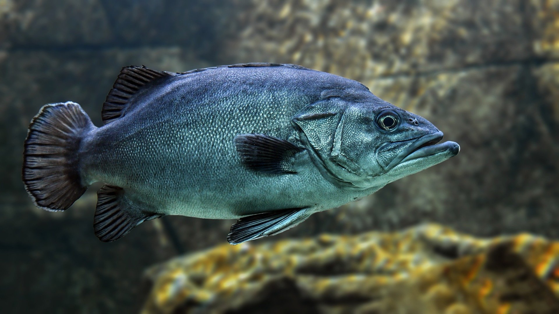 Why some fish are 'junk' and others are protected. Study points to