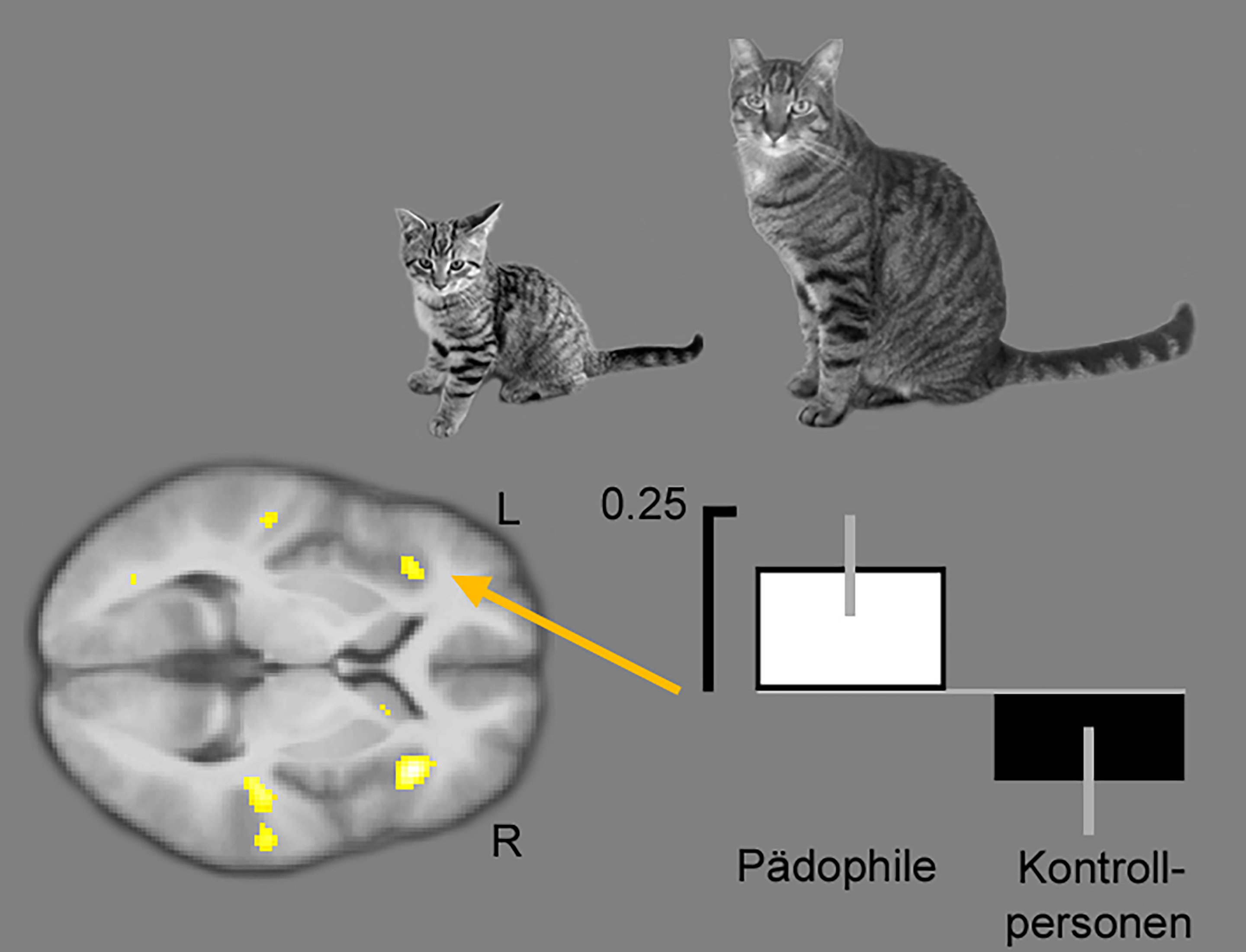 Мозг кошки