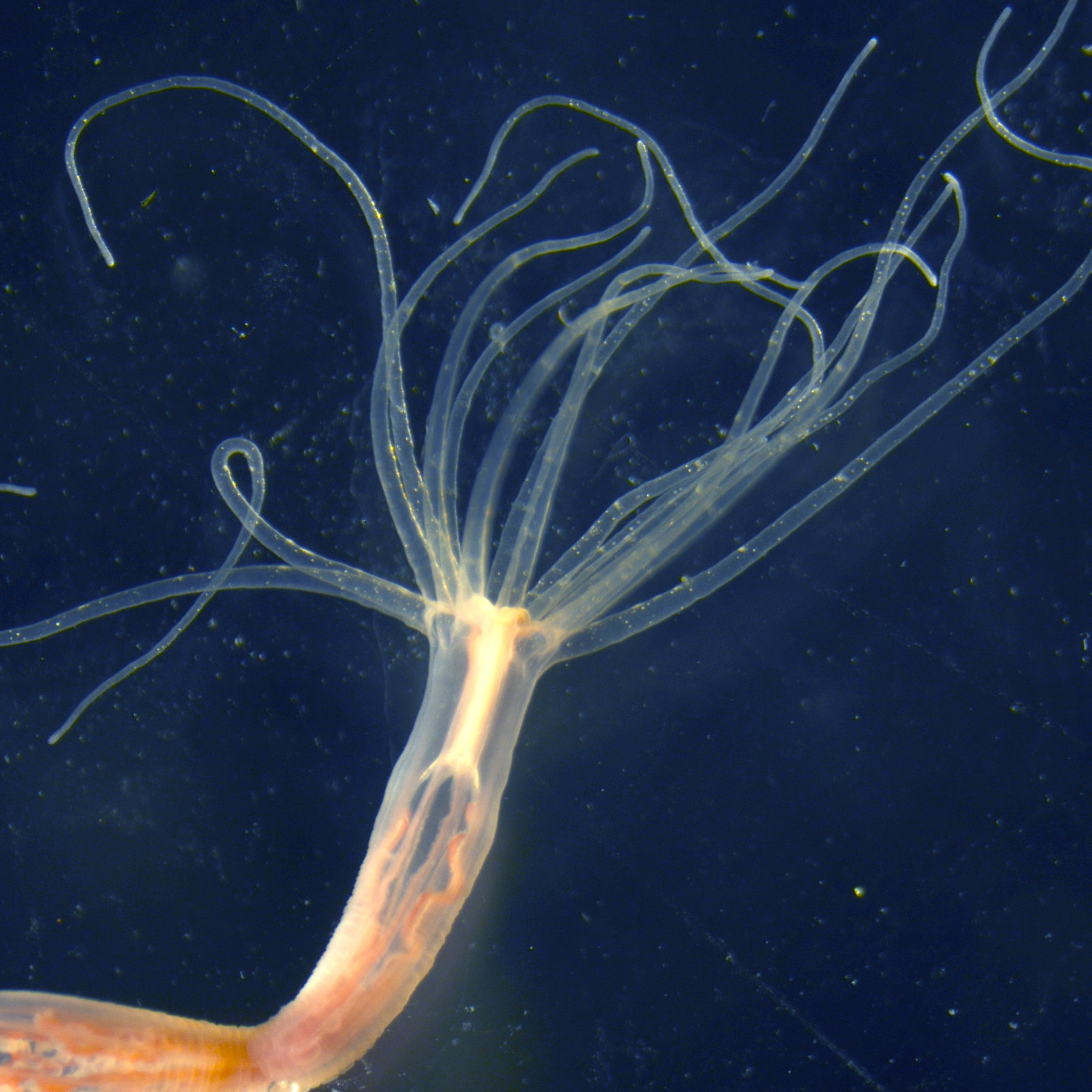Jellyfish adapt their venom to accommodate changing prey and sea conditions