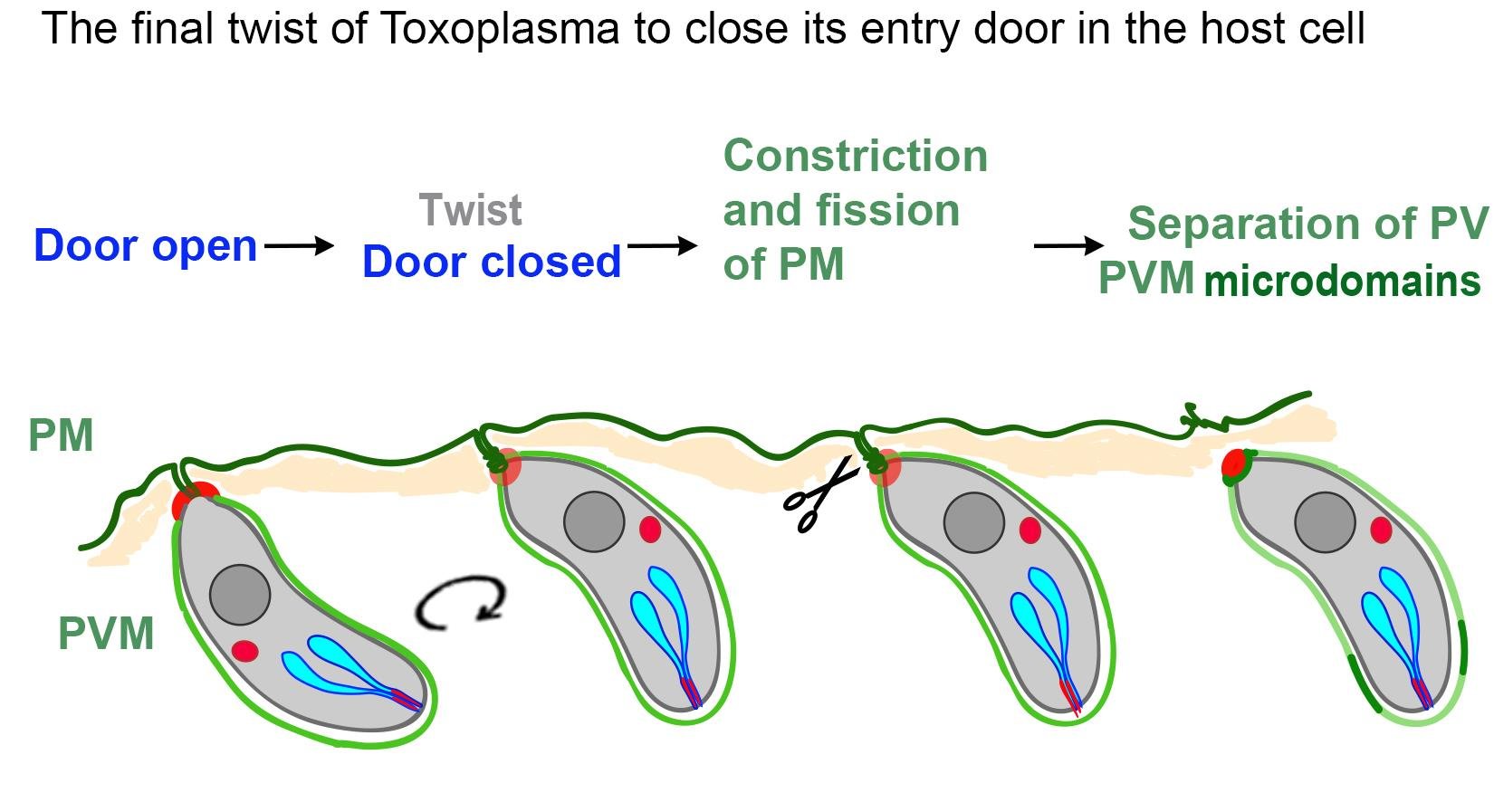Host cells. Токсоплазма гондии жизненный цикл. Токсоплазма манипуляции. Parasite-host System Modeling.