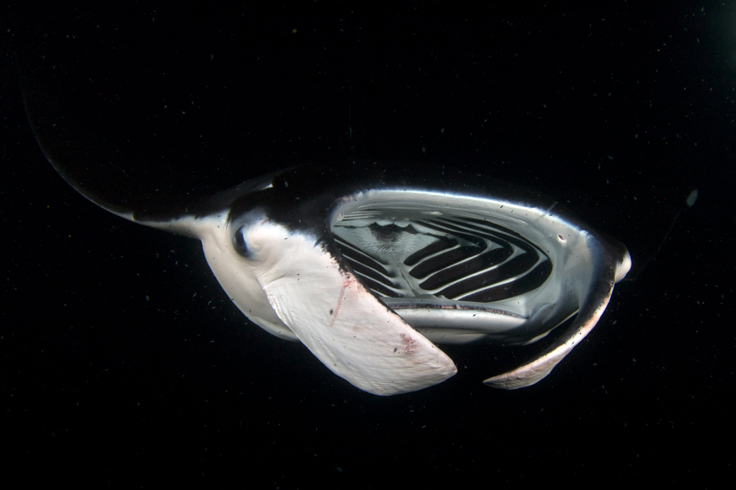 Manta rays' food-capturing mechanism may hold key to better filtration systems