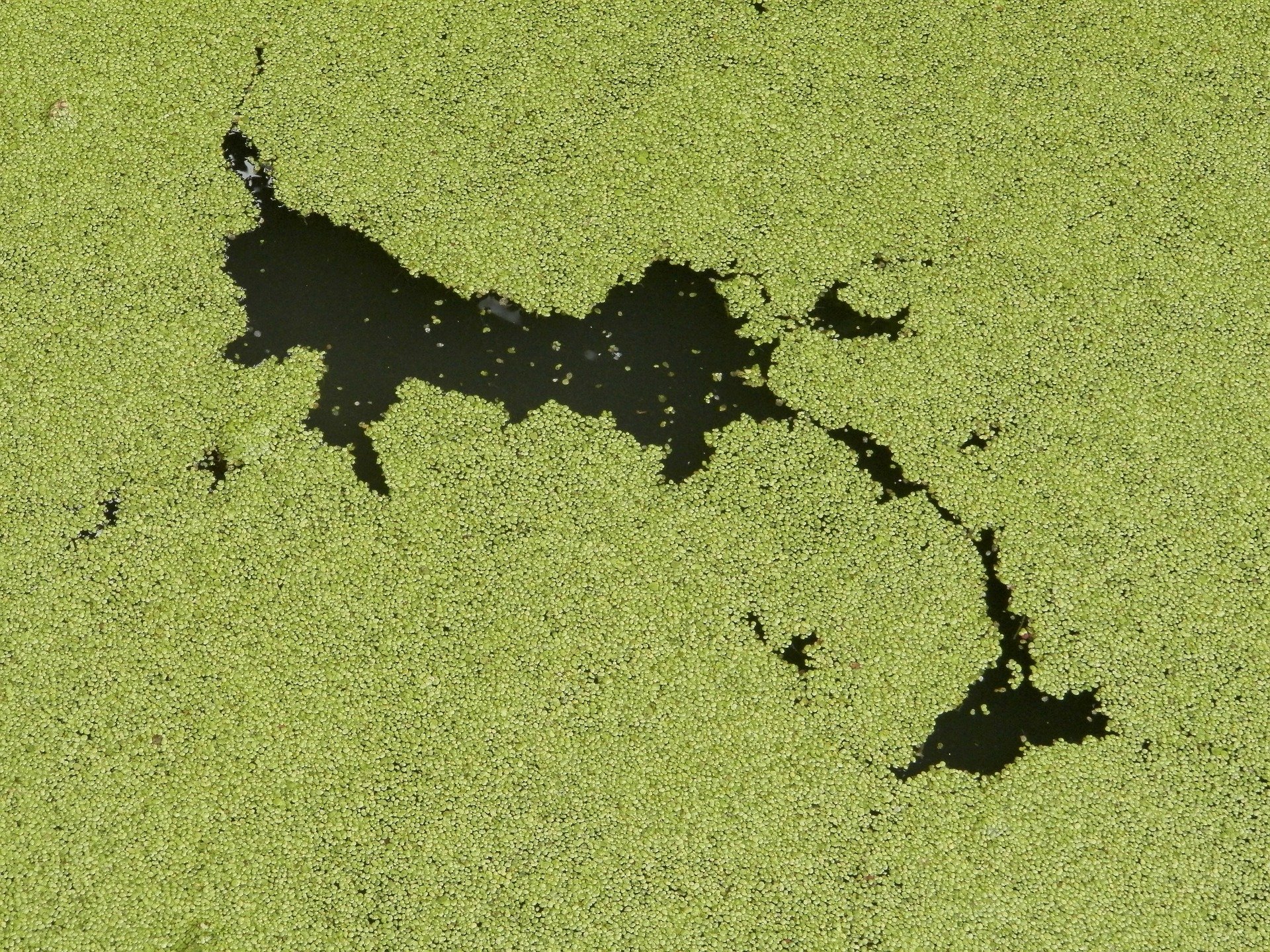 Can trees control algal blooms? - Phys.org