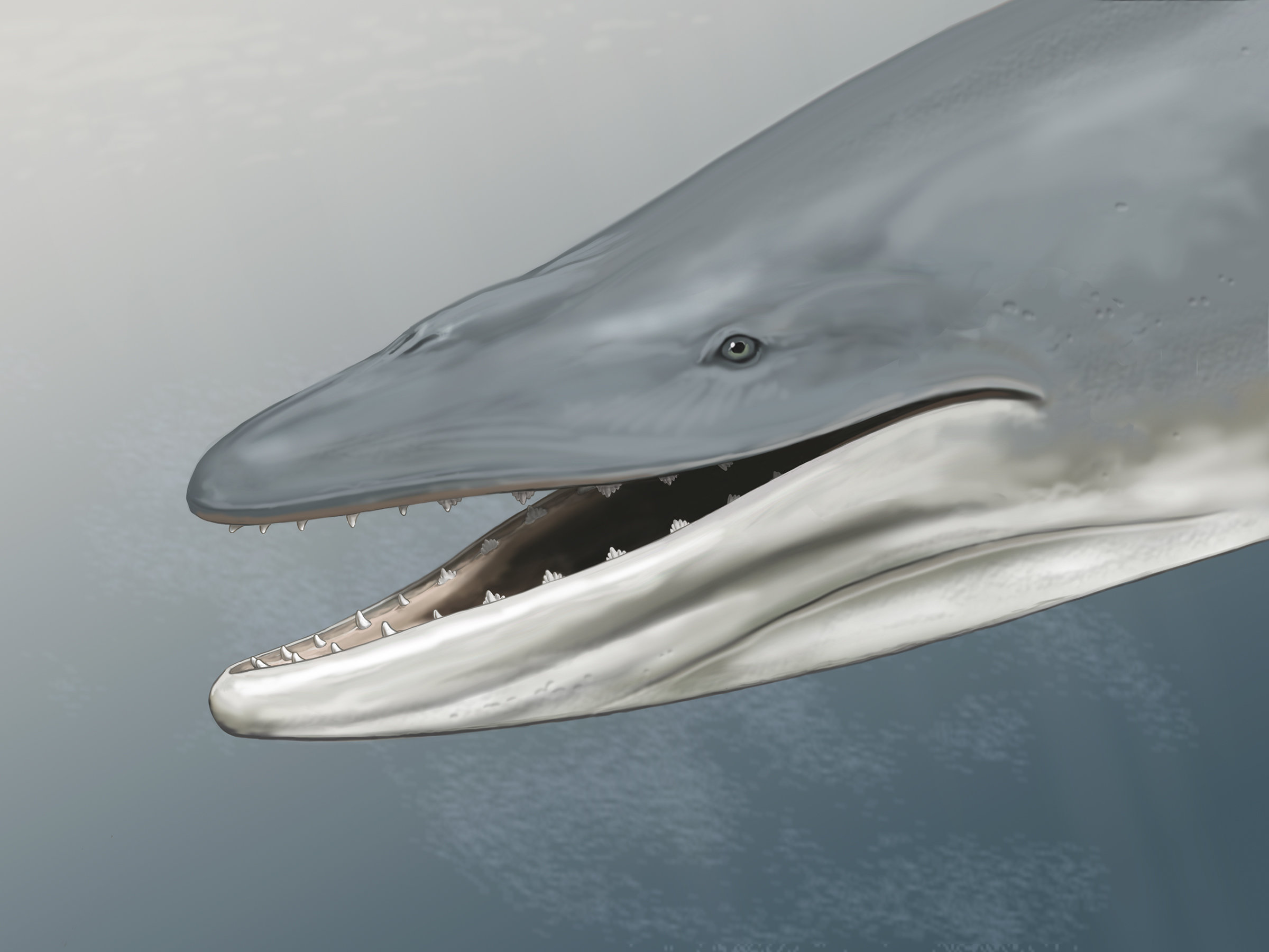Зубы кашалота фото. Пакицет древний кит. Древний кит протоцетус. Китовый ус синего кита. Кашалот альбинос.