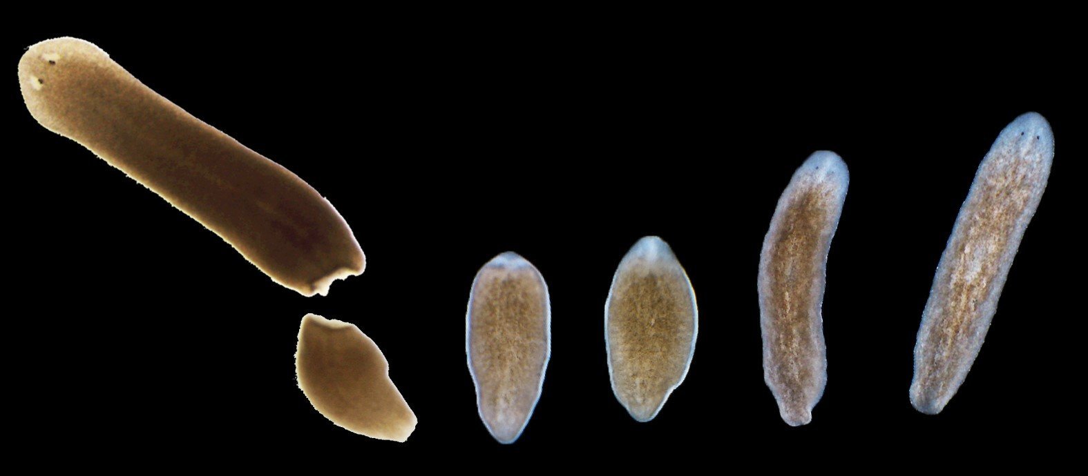 First Complete Genome Assembly Of Planarian Flatworm Reveals Treasure
