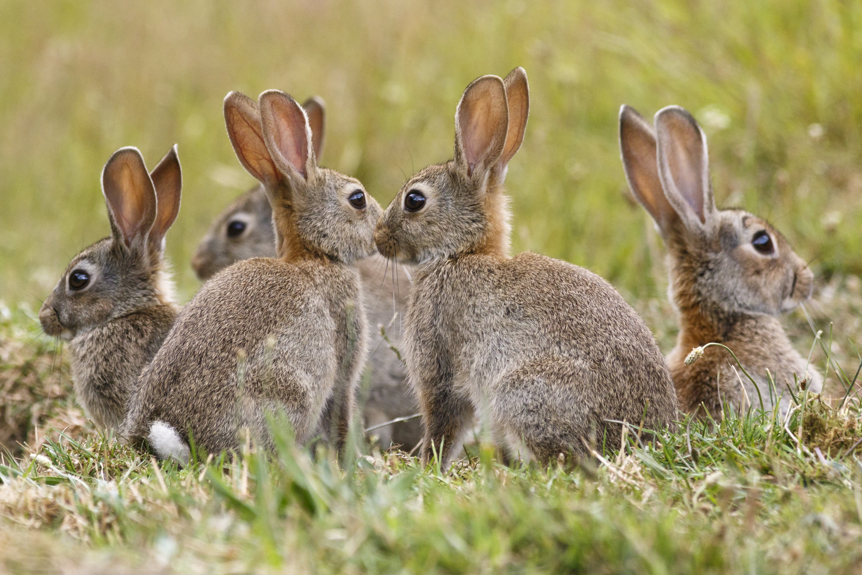 a-numbers-game-killing-rabbits-to-conserve-native-mammals