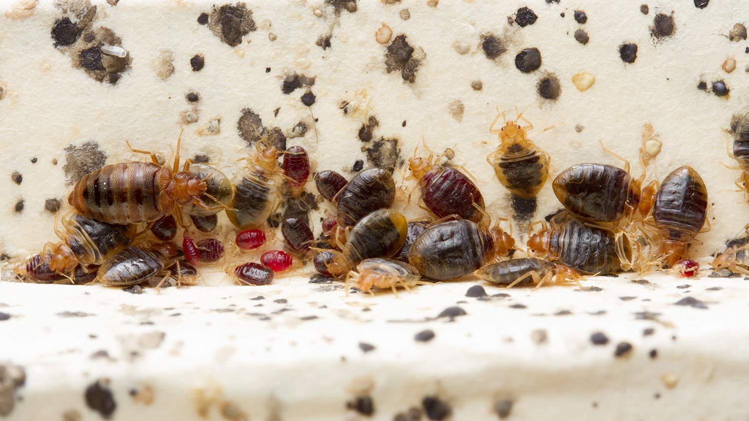 do bed bugs infest middle of mattresses