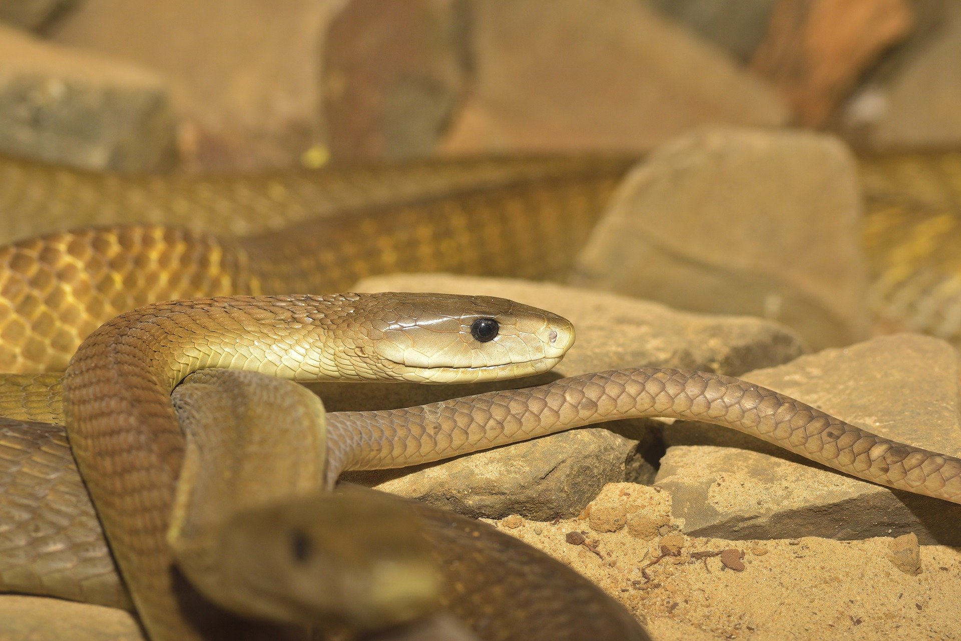 Venomous snakes could start migrating in large numbers if we hit 5ºC warming, predict scientists