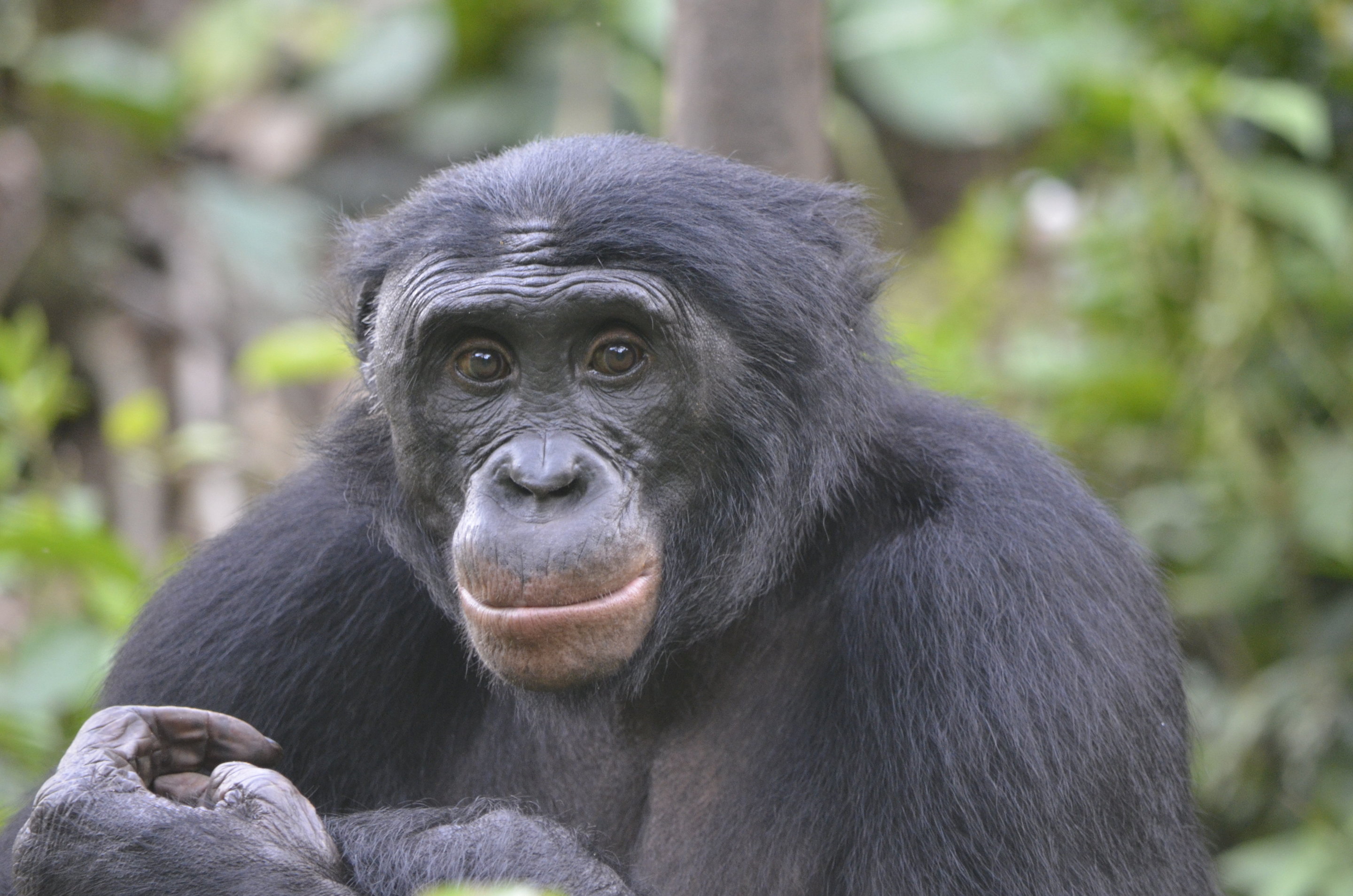 Карликовый шимпанзе 6. Шимпанзе бонобо. Карликовые шимпанзе бонобо. Бонобо в Конго. Шимпанзе бонобо рост.