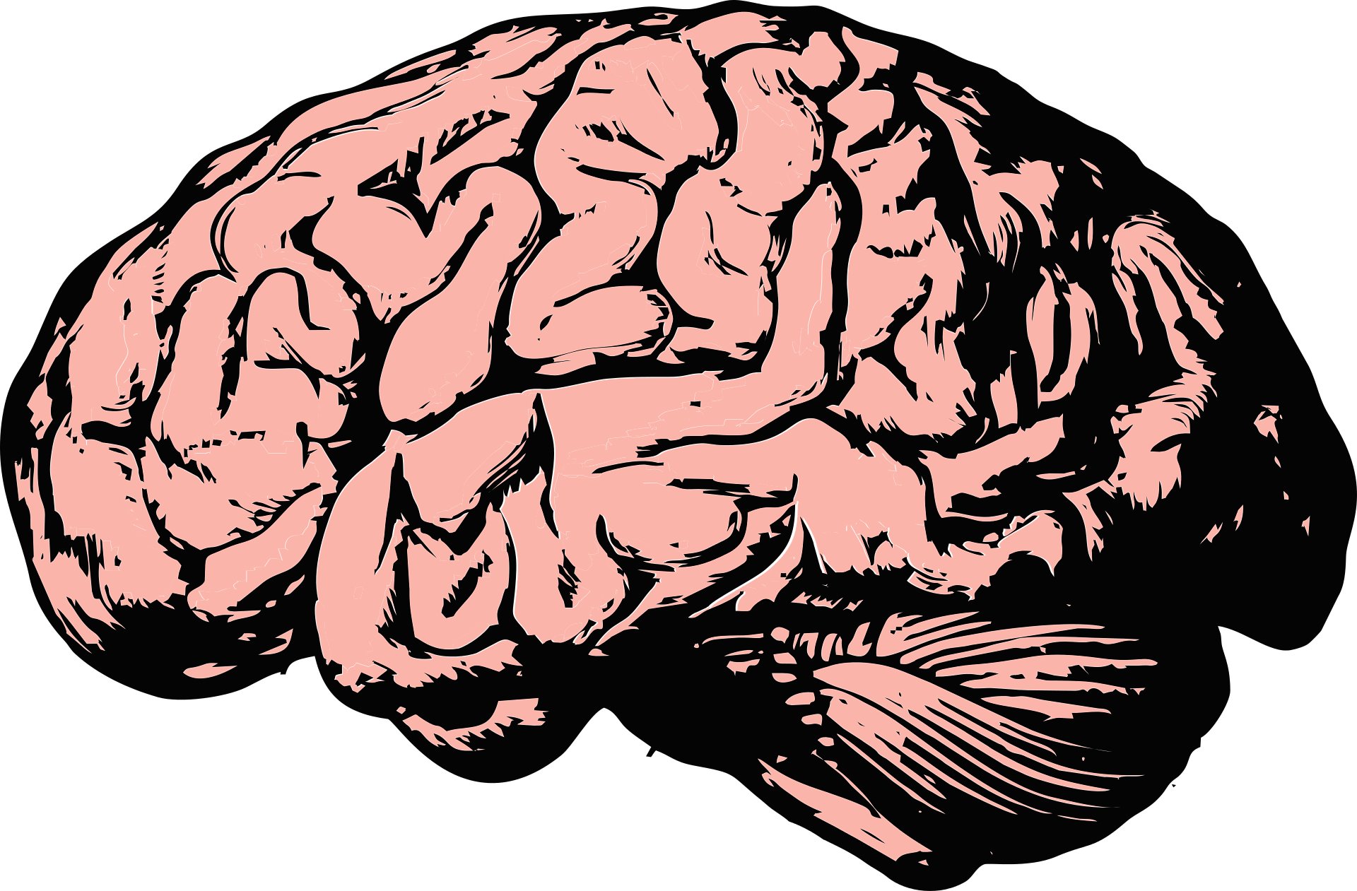 Картинки головного. Мозг рисунок. Мозг вектор. Мозг Графика.