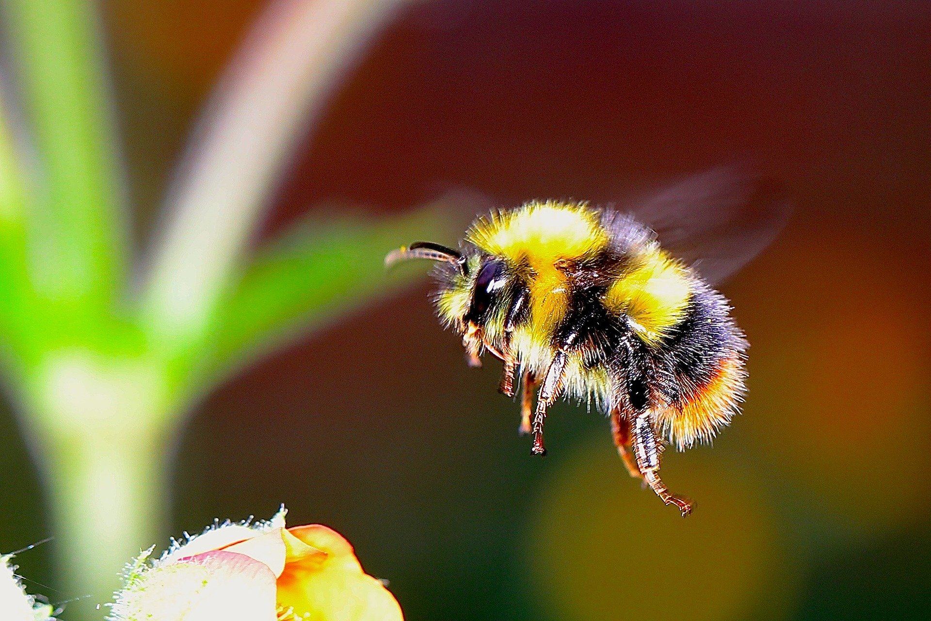 Study reveals striking decline of Vermont’s bumble bees.