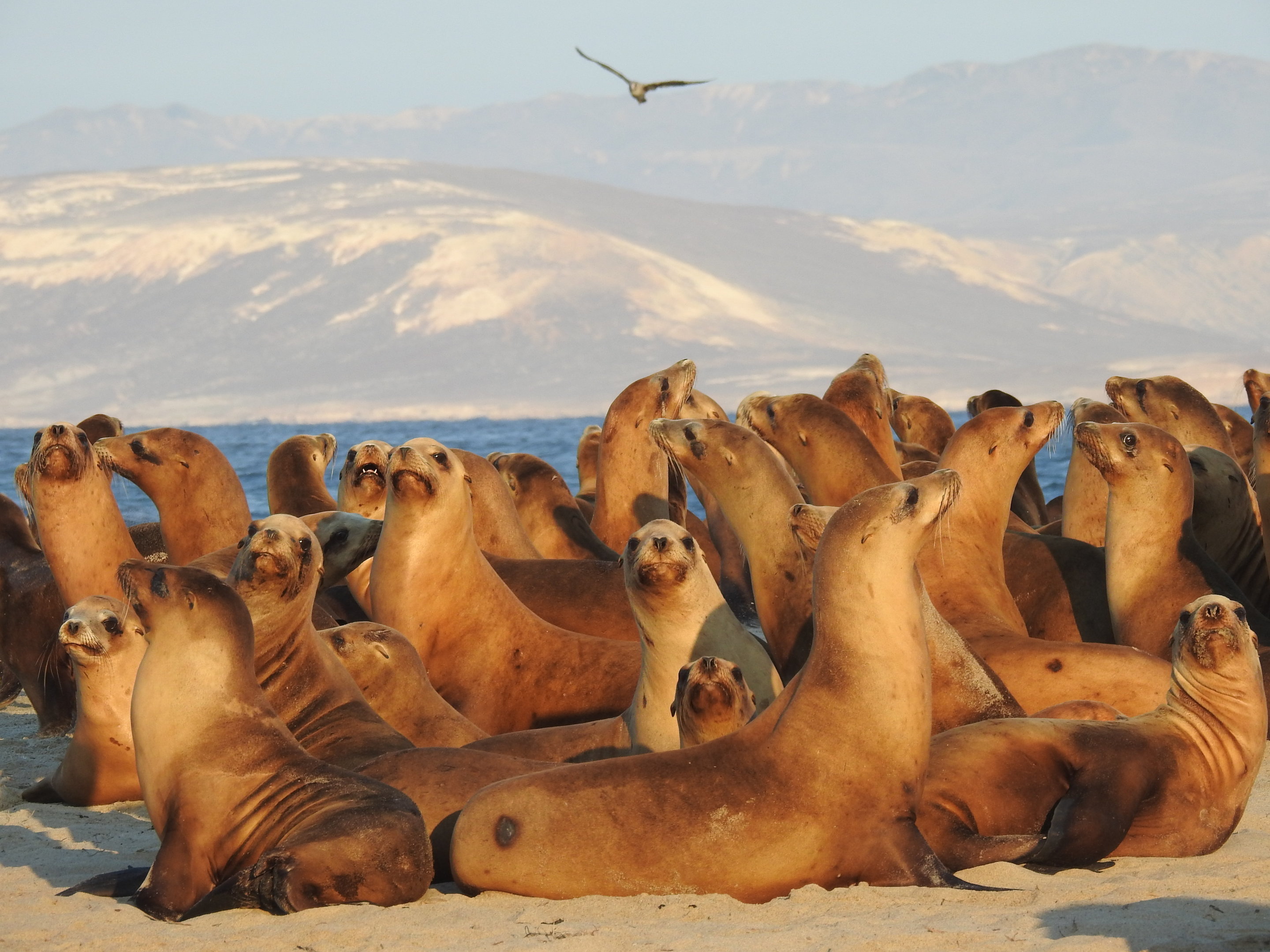 California sea lion population rebounded to new highs