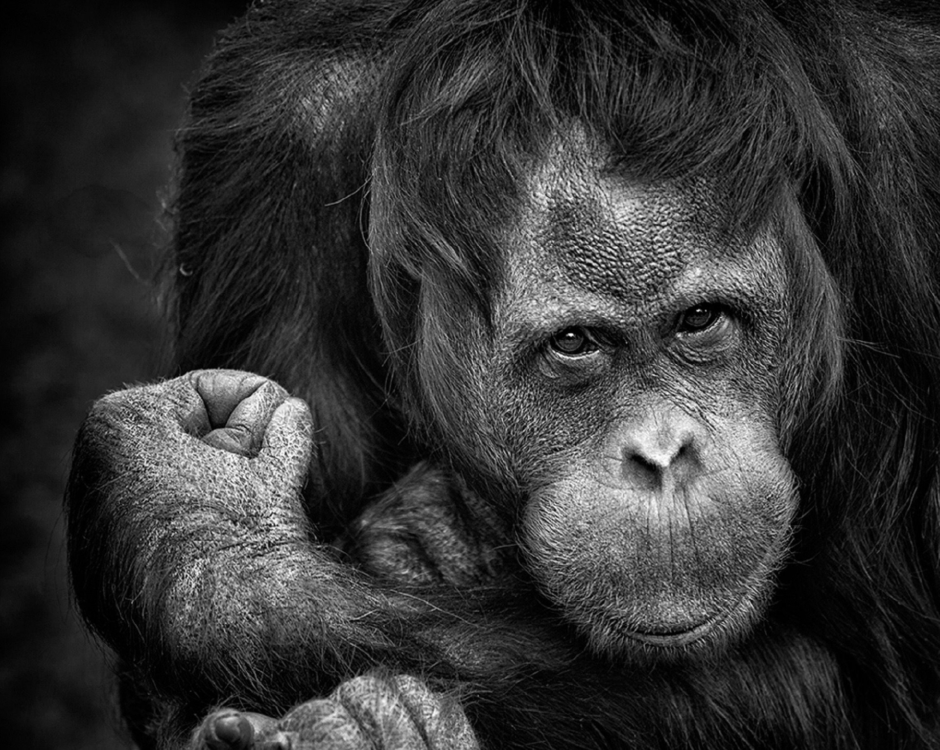 white chimpanzee black gorilla
