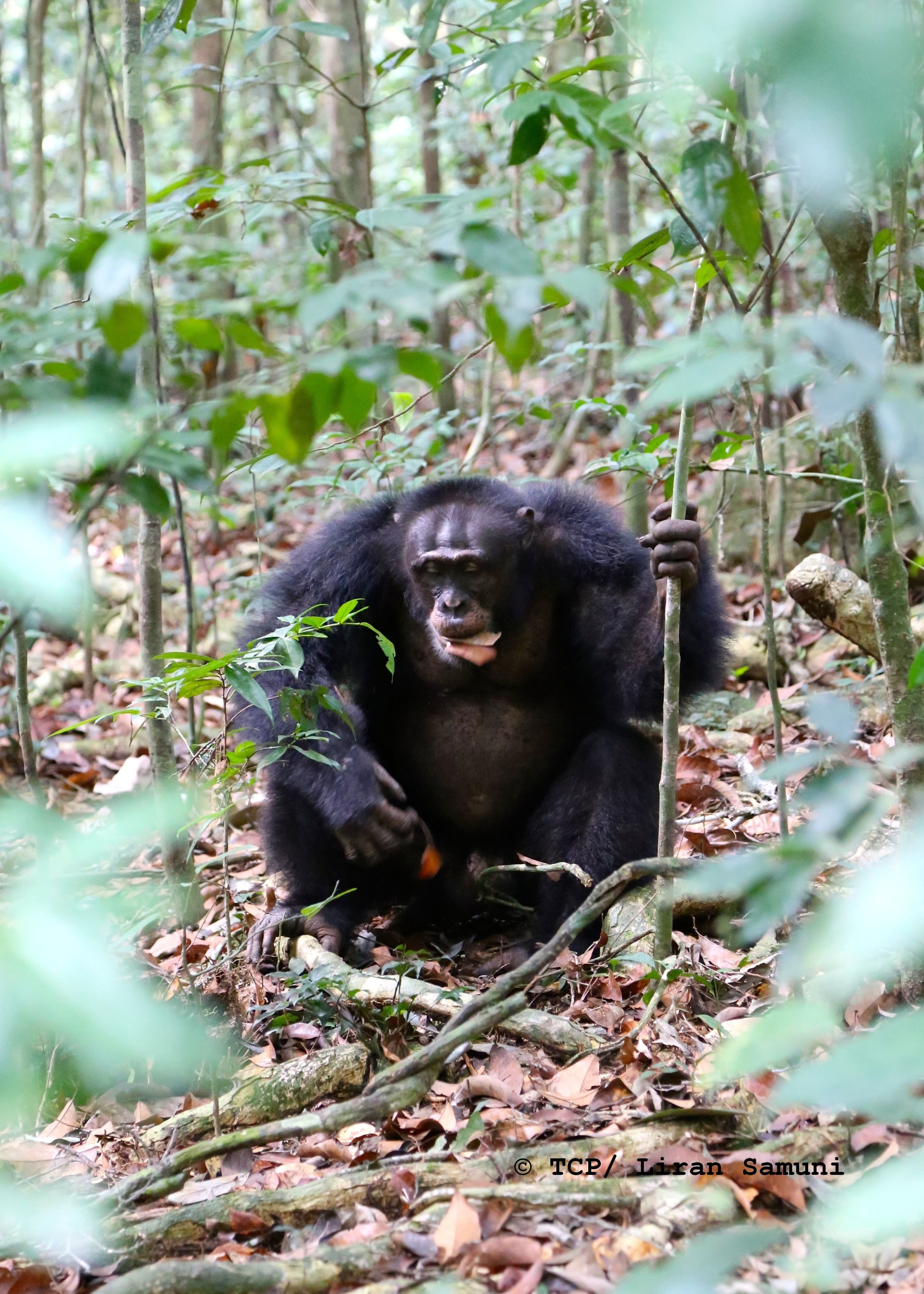 alpha male chimpanzee
