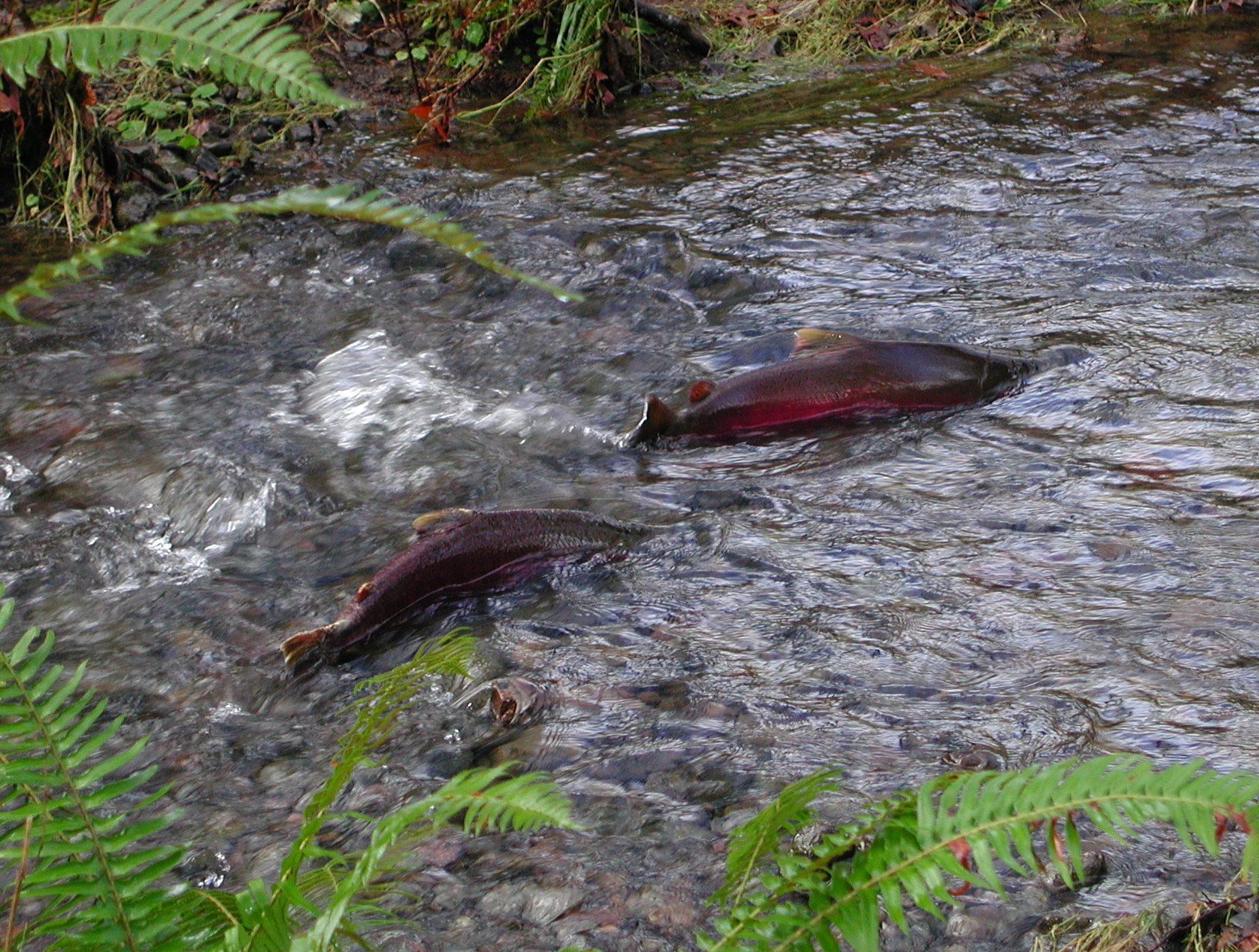 Removing Washington salmon barriers surges to $1M a day, but