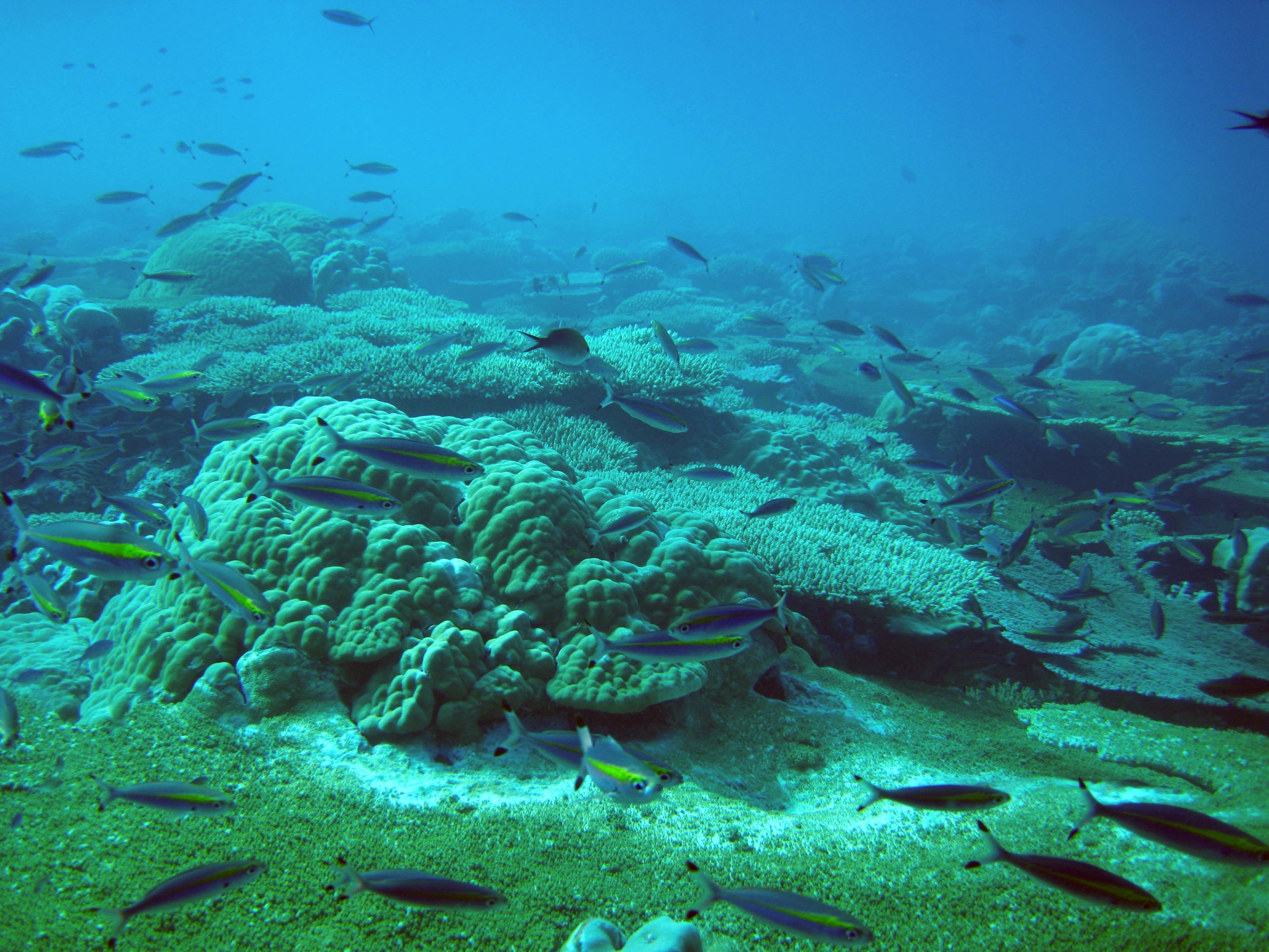 How Does Overfishing Affect Coral Reefs