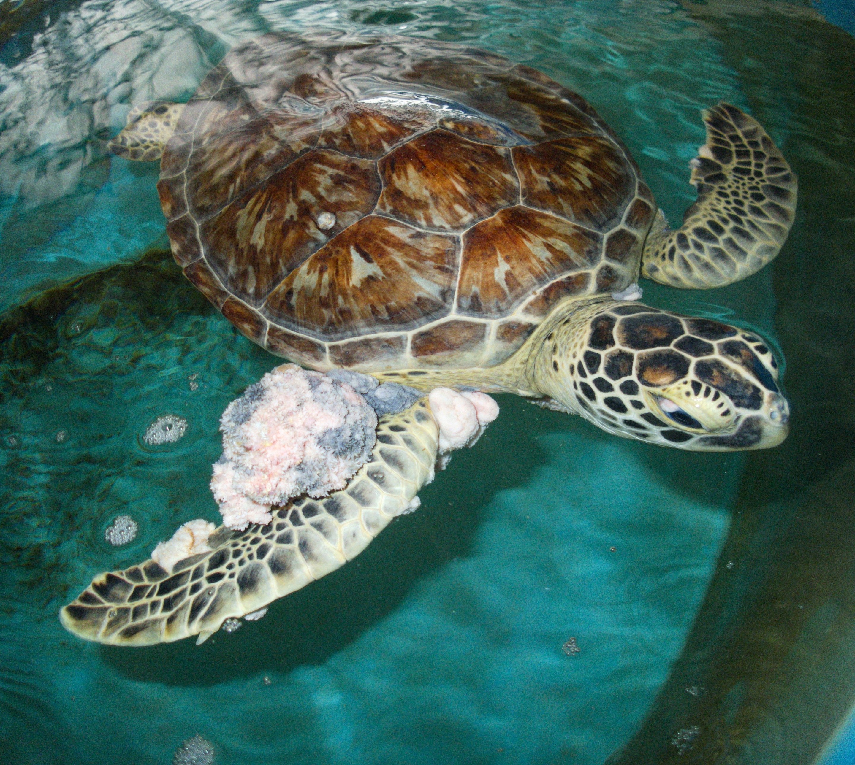 Скорость морской черепахи. Морская черепаха. Средняя морская черепаха. Черепашата. Морская черепаха и человек.