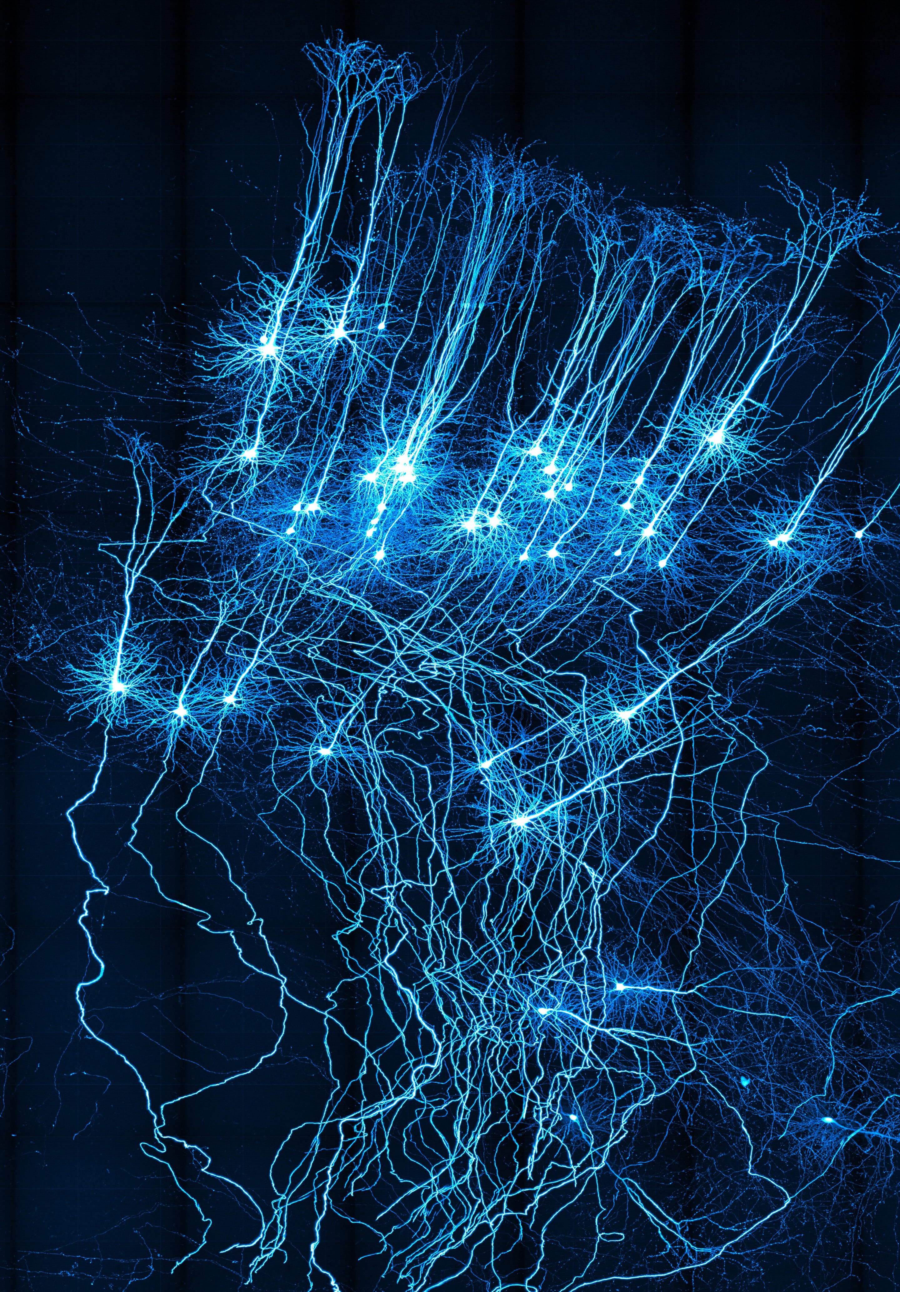 Brain neurons. Нейронные клетки головного мозга. Нейрон в нейронной сети. Нейросеть Нейроны. Нейронные сети картинки.