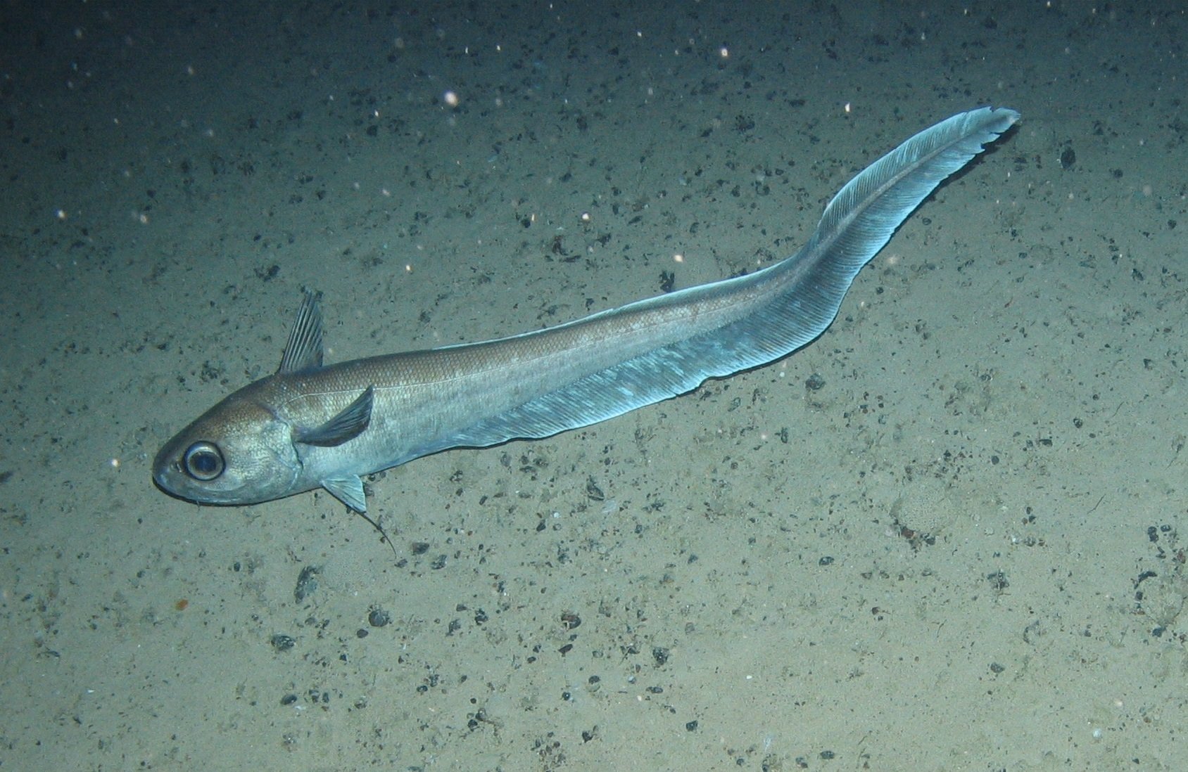 Deep Sea Fish Choose Habitat According To Genotype New Research Says