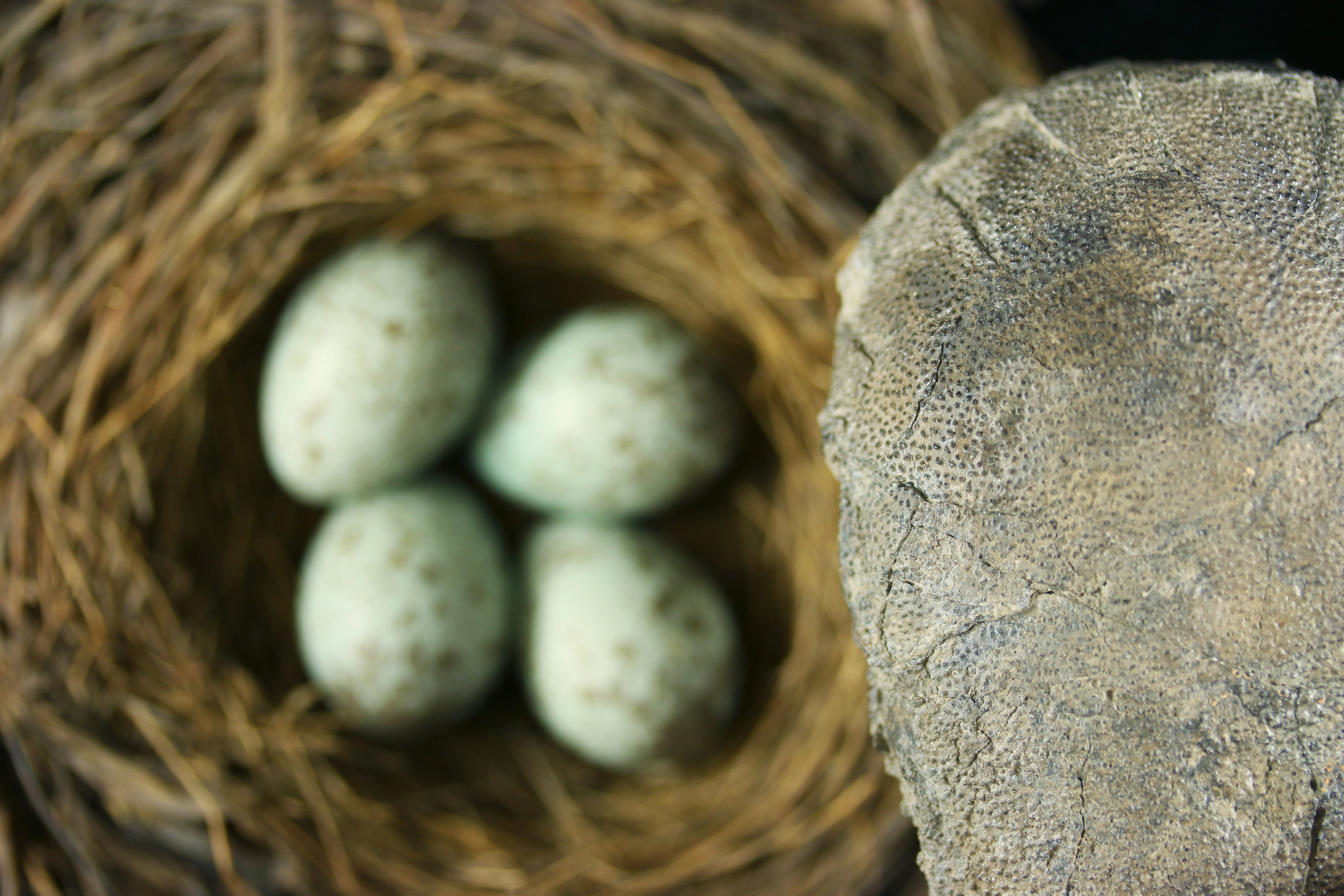 Dinosaurs put all colored birds' eggs in one basket, evolutionarily sp...