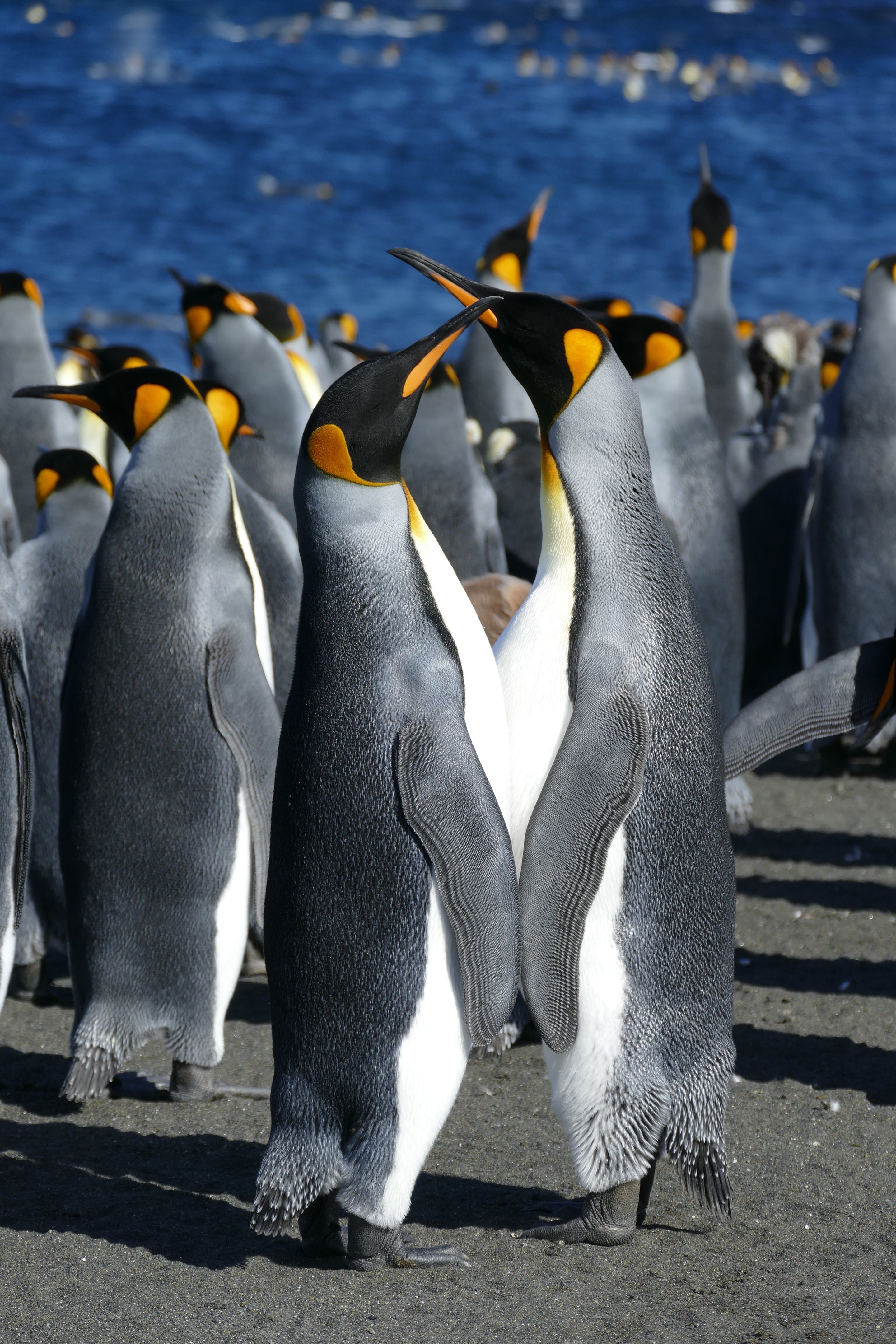 Где есть пингвины. Атлантический Пингвин. Императорский Пингвин рост. Необычные пингвины. Королевский Пингвин.