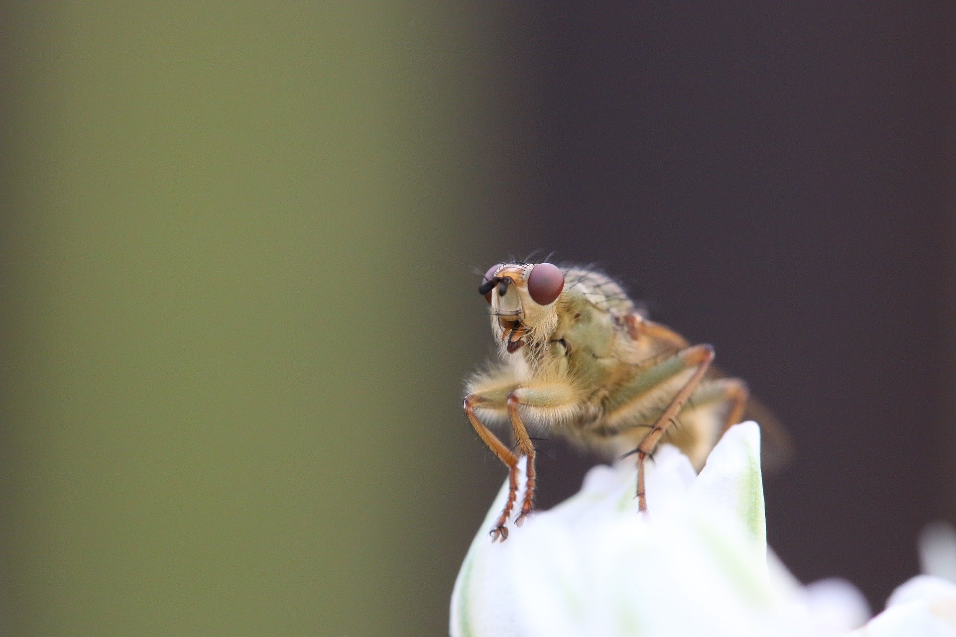 Fruit flies live longer with combination drug treatment - Phys.org thumbnail