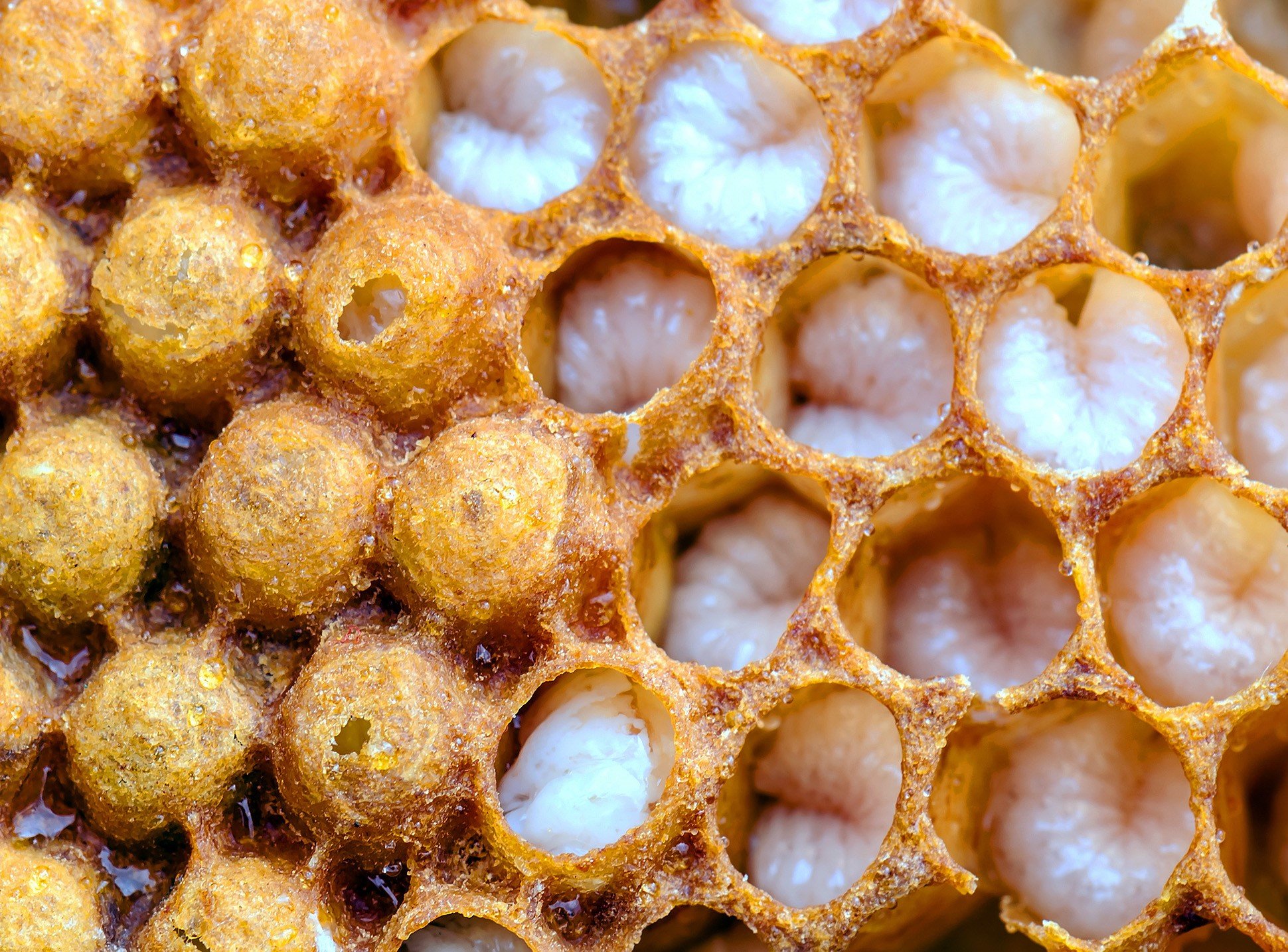 Epigenetic patterns determine if honeybee larvae become queens or ...