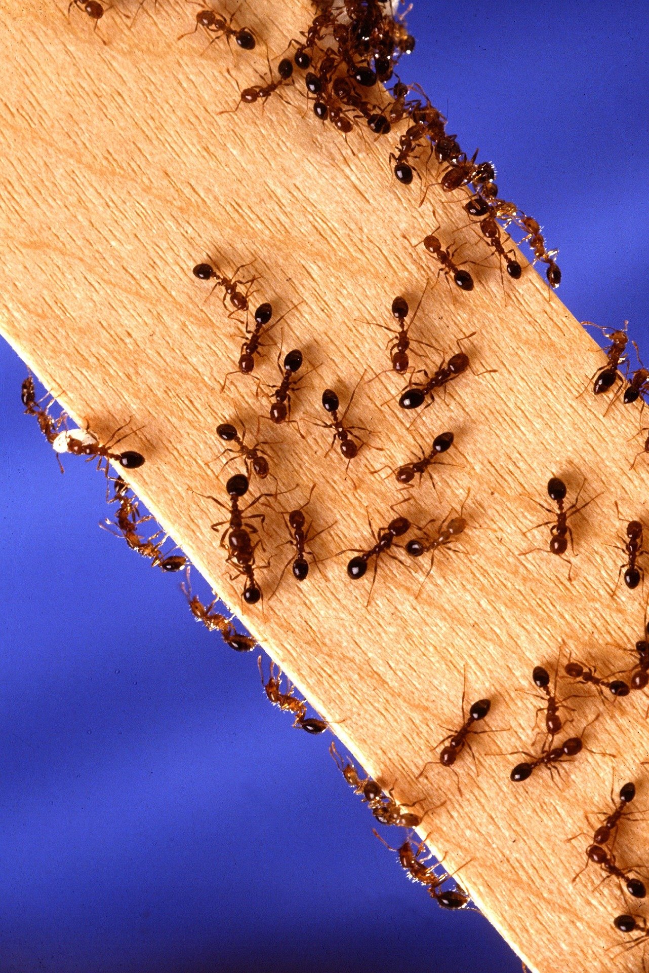 Los científicos han descubierto una nueva estructura de colonia para las hormigas de fuego que evolucionó en una especie antes de propagarse a otras especies