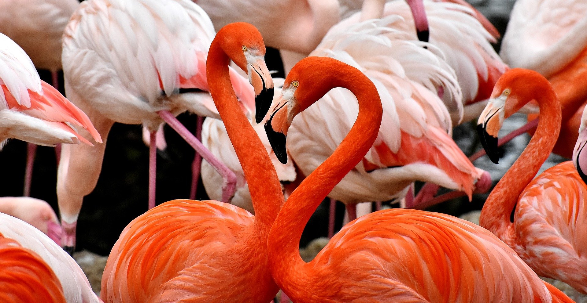 Study Reveals Night Time Habits Of Captive Flamingos