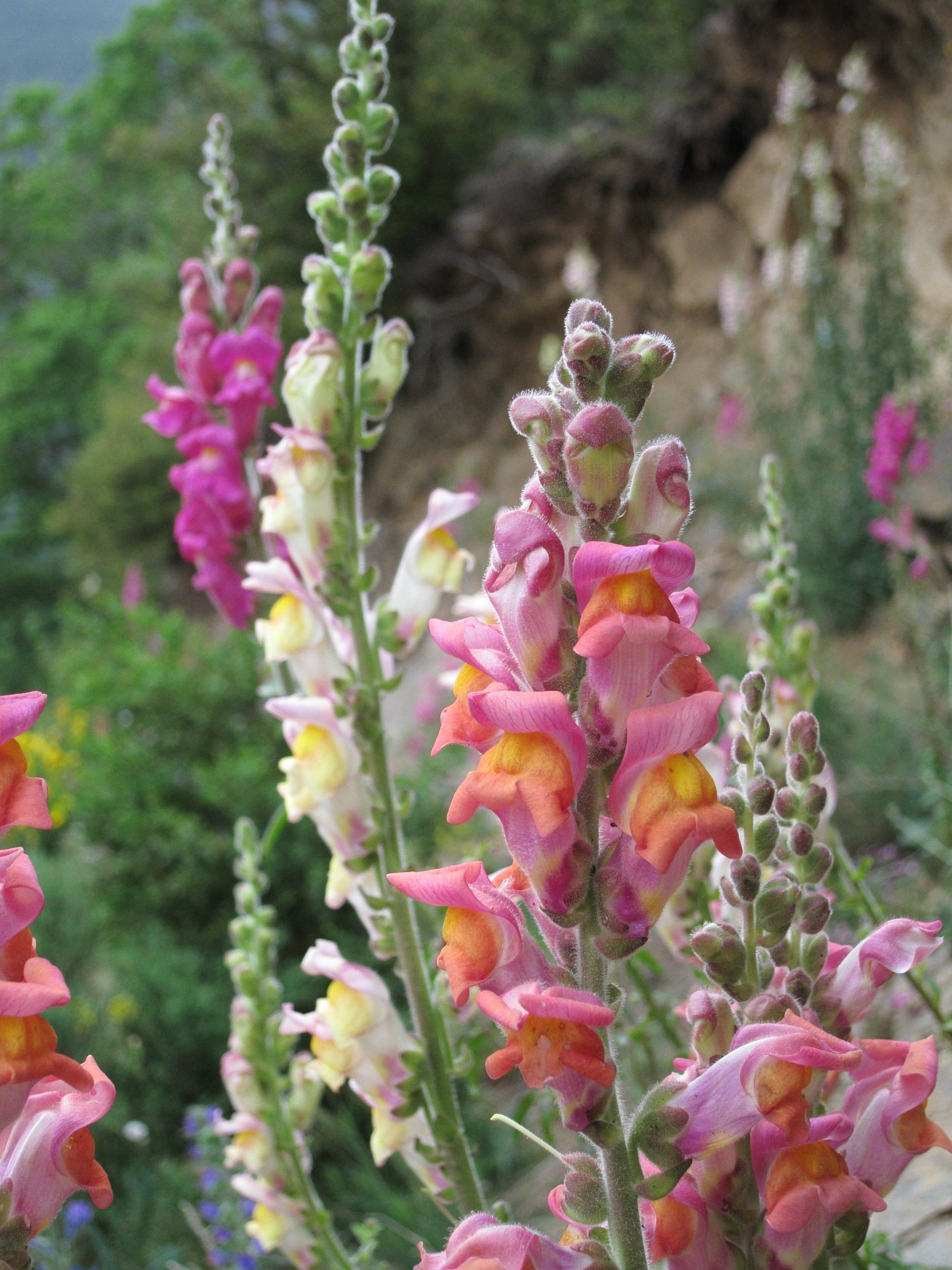 Genes Responsible For Difference In Flower Color Of Snapdragons Identified