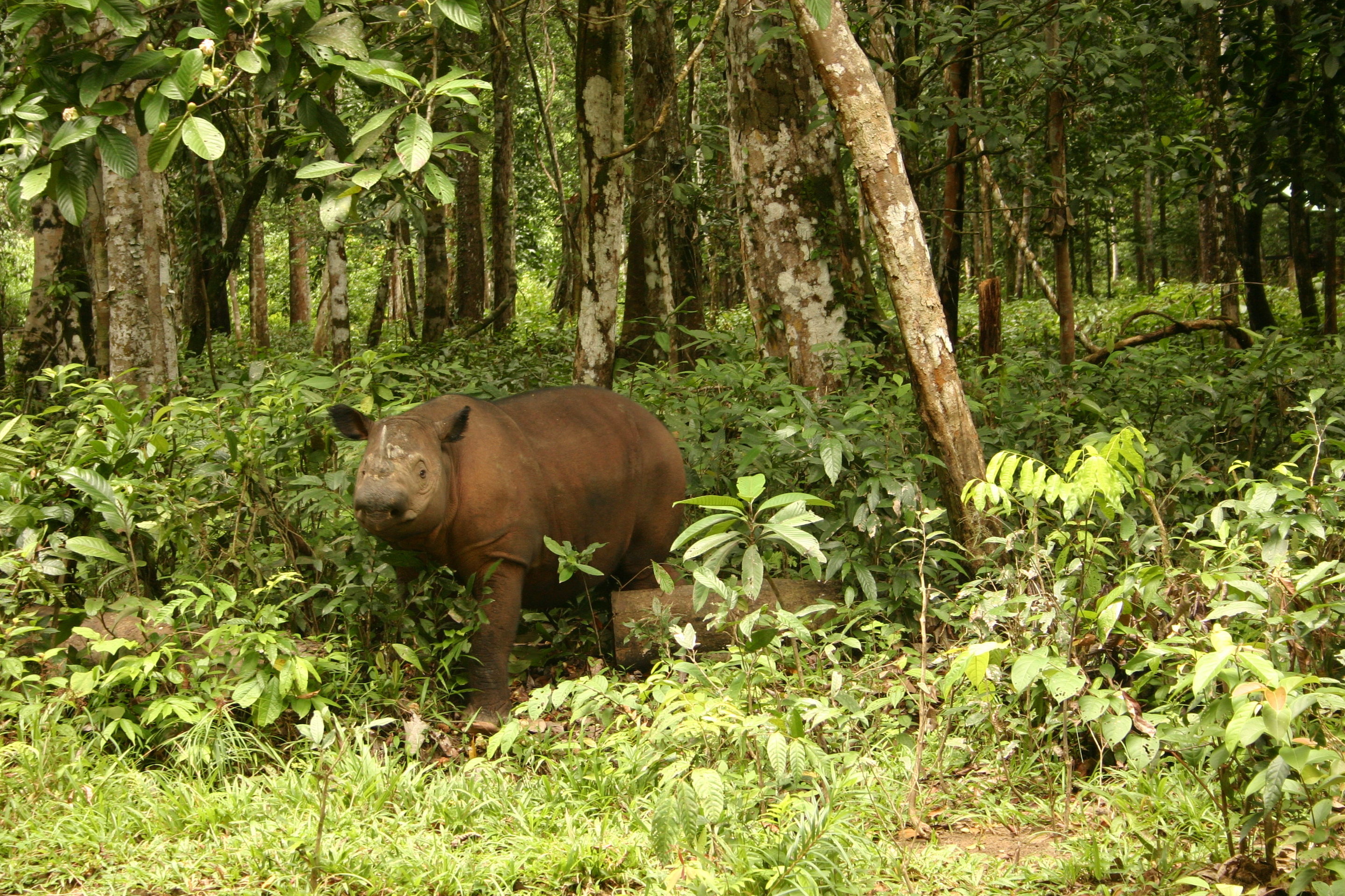 Humans are Sumatran rhinoceros&#39; biggest threat—and last hope