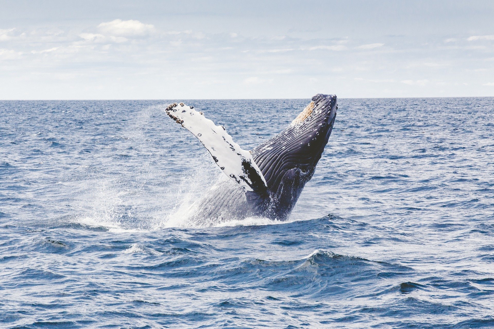 photo of Whale encounters in Mexico highlight need for global humpback research investment image