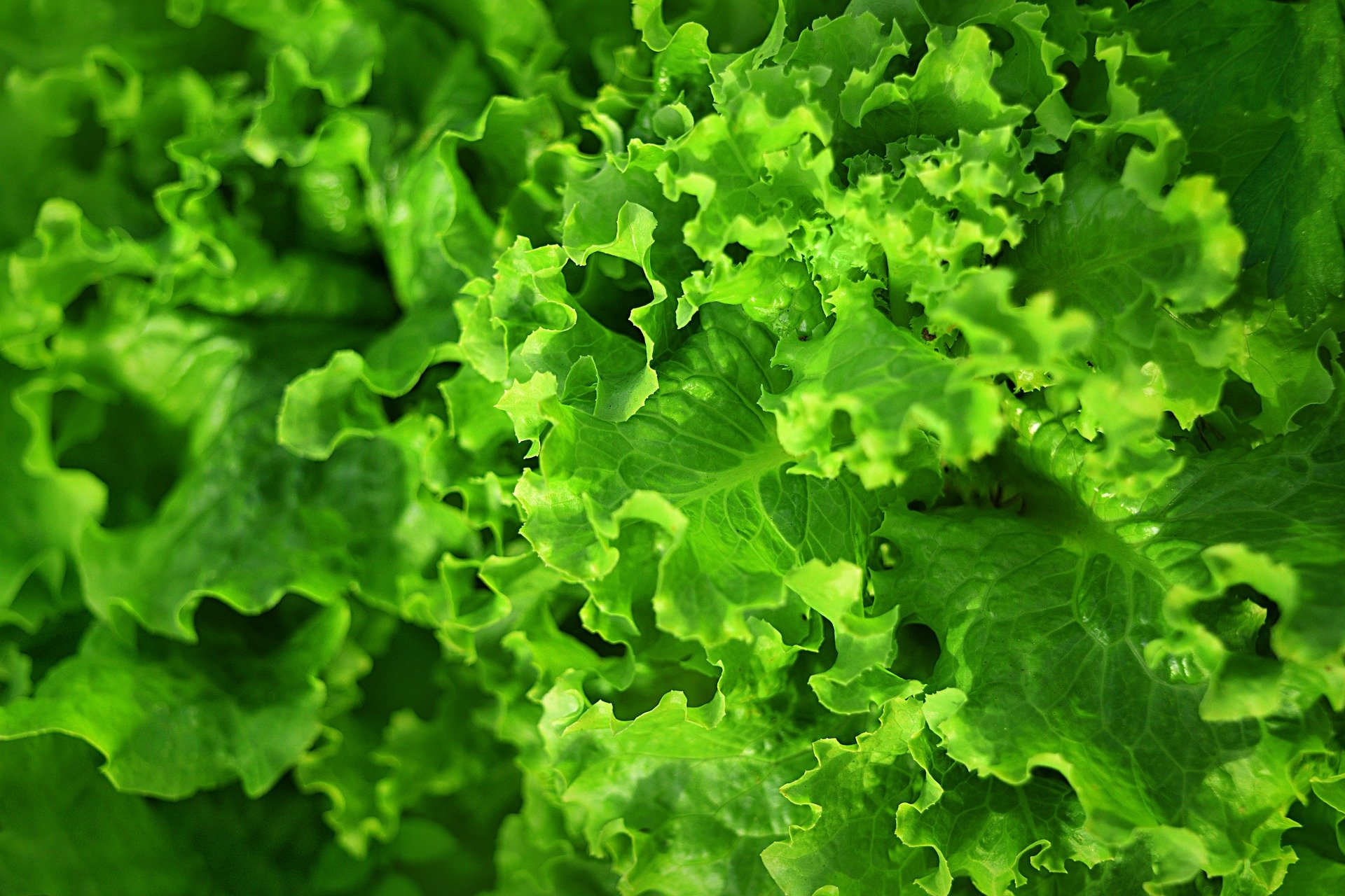Салат латук что это такое. Зелень латук. Латук огородный. Салатные листья латук. Салат зеленый латук.