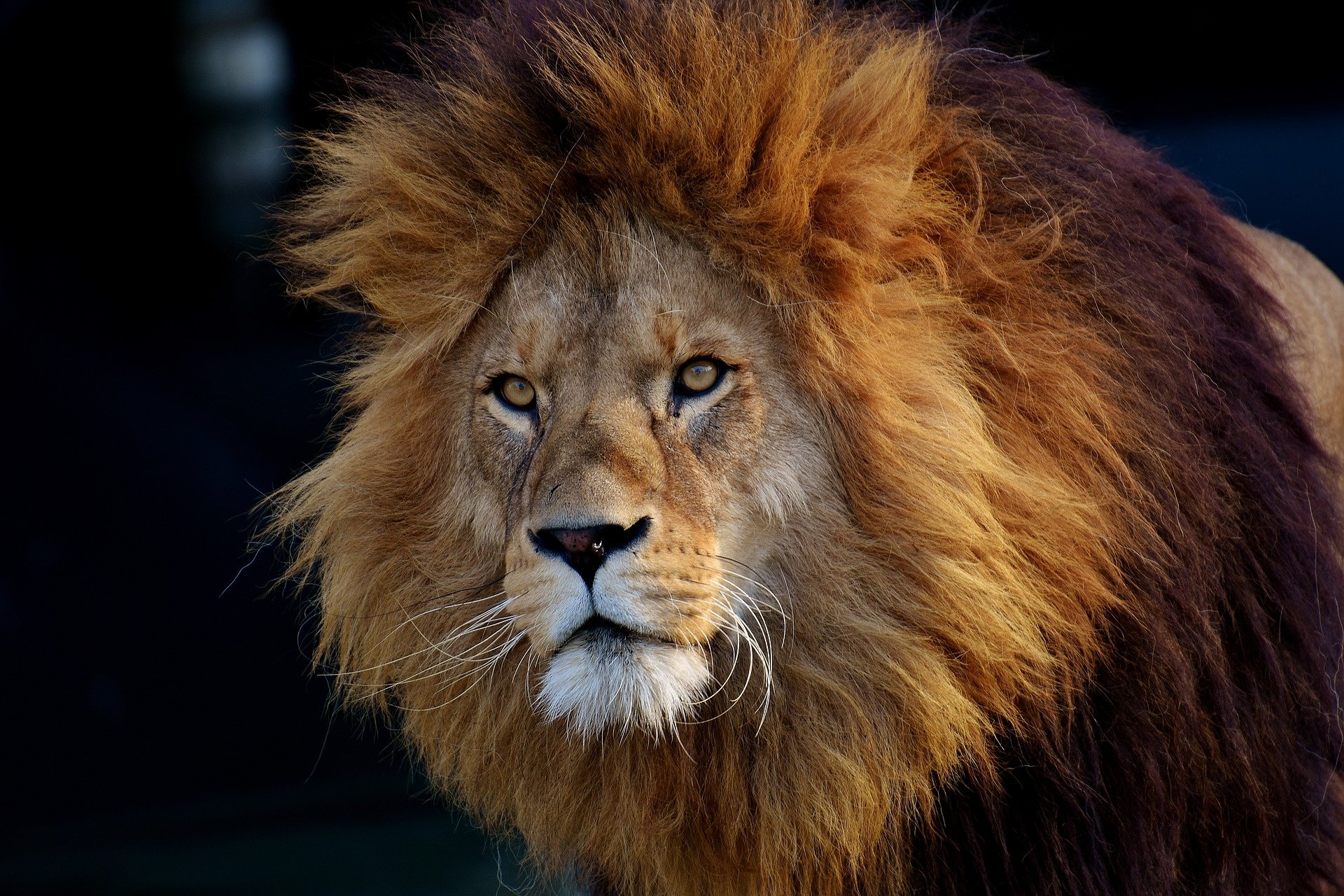 New genetic study of lions may help to prevent them going extinct