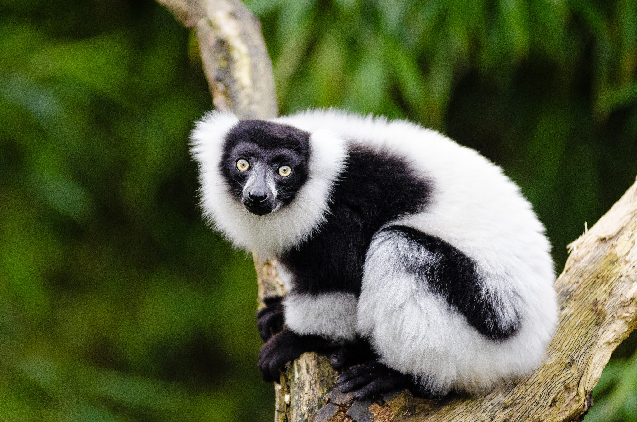 Loss of lemurs might endanger many of Madagascar's largest tree species