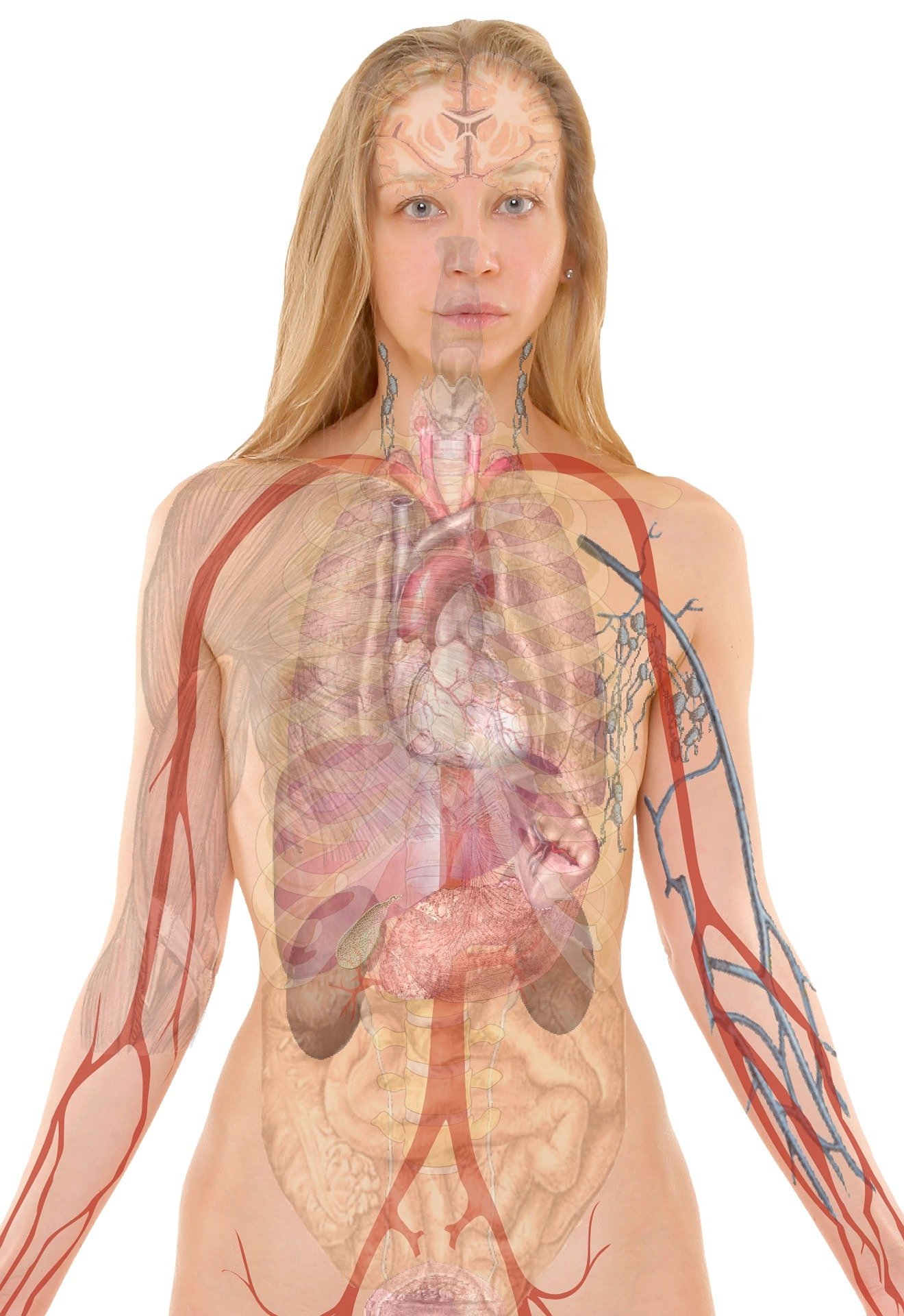 Фото анатомии человека женщин внутренних органов