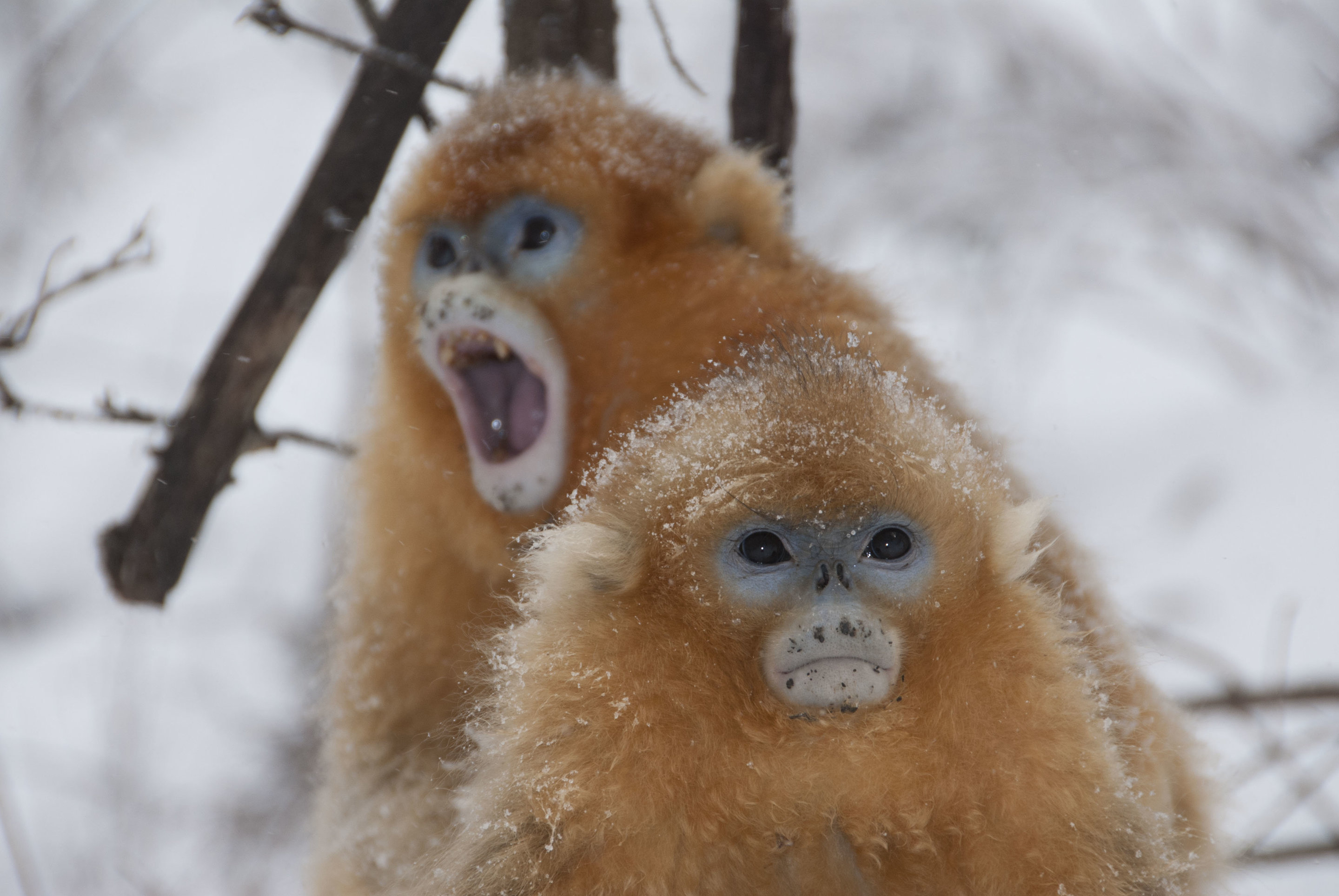 What the lie about 8 wet, cold monkeys can tell us about the