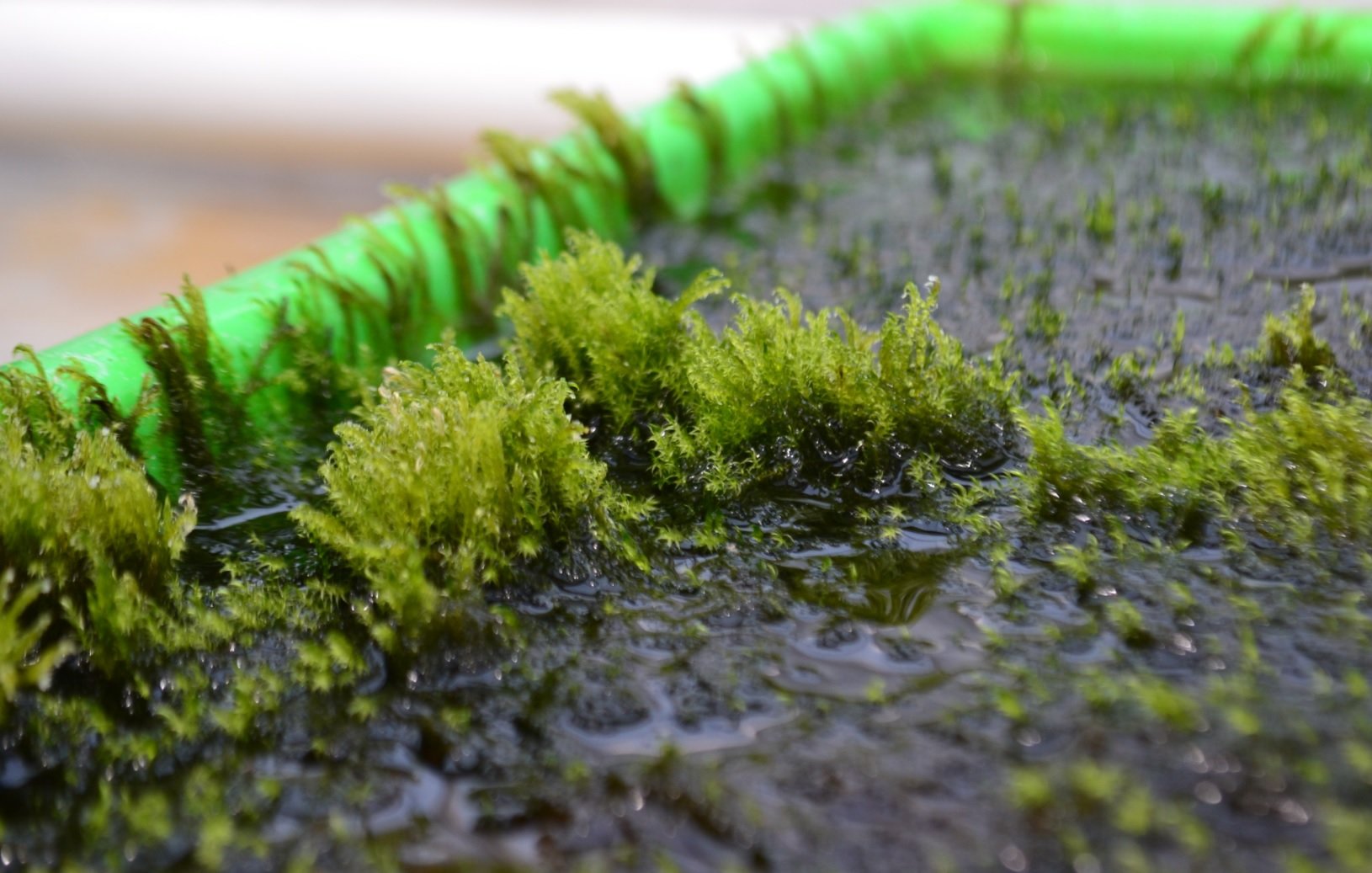 Moss capable of removing arsenic from drinking water discovered.