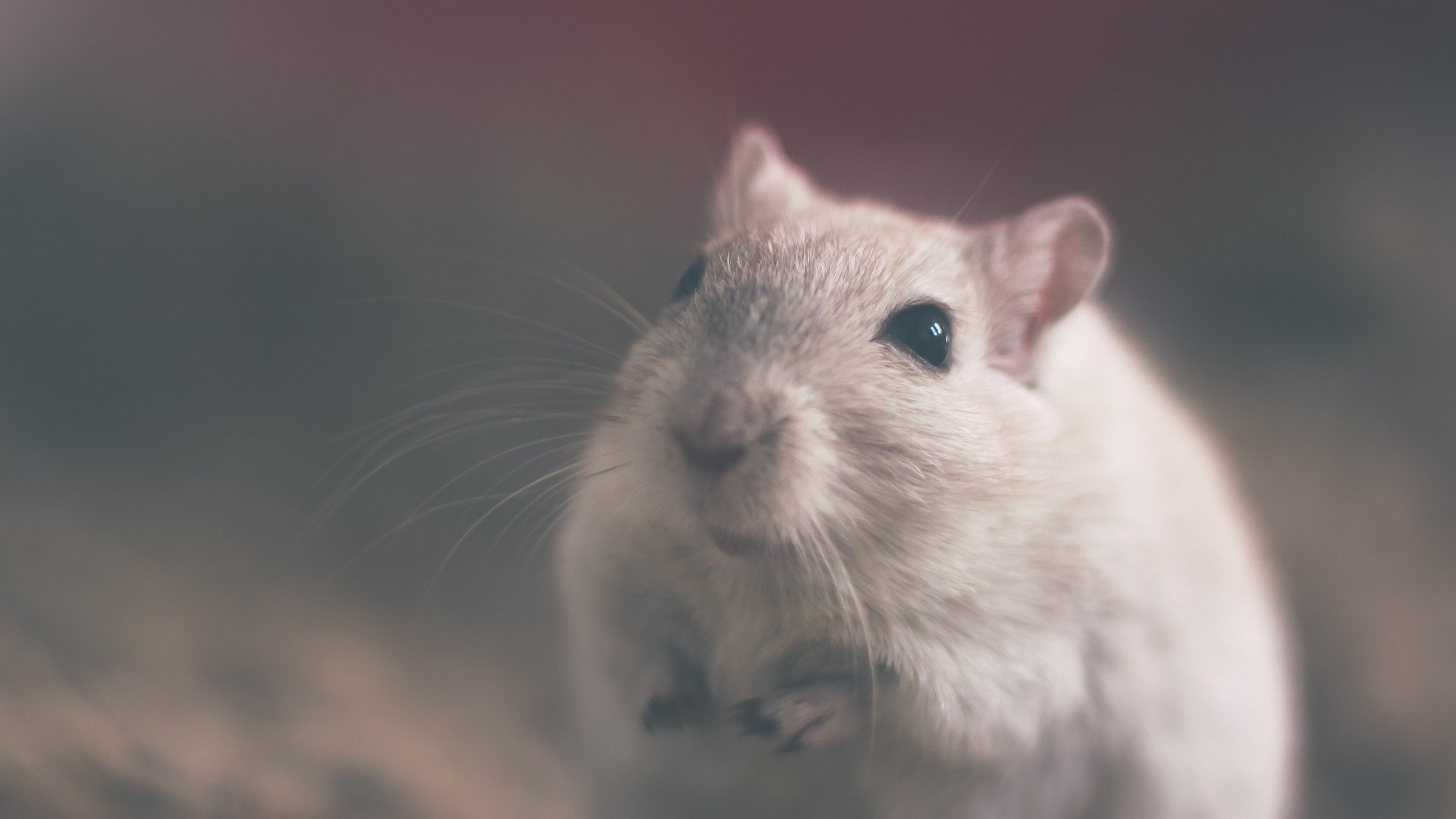 Di-isononyl phthalate disrupts pregnancy in mice, study finds