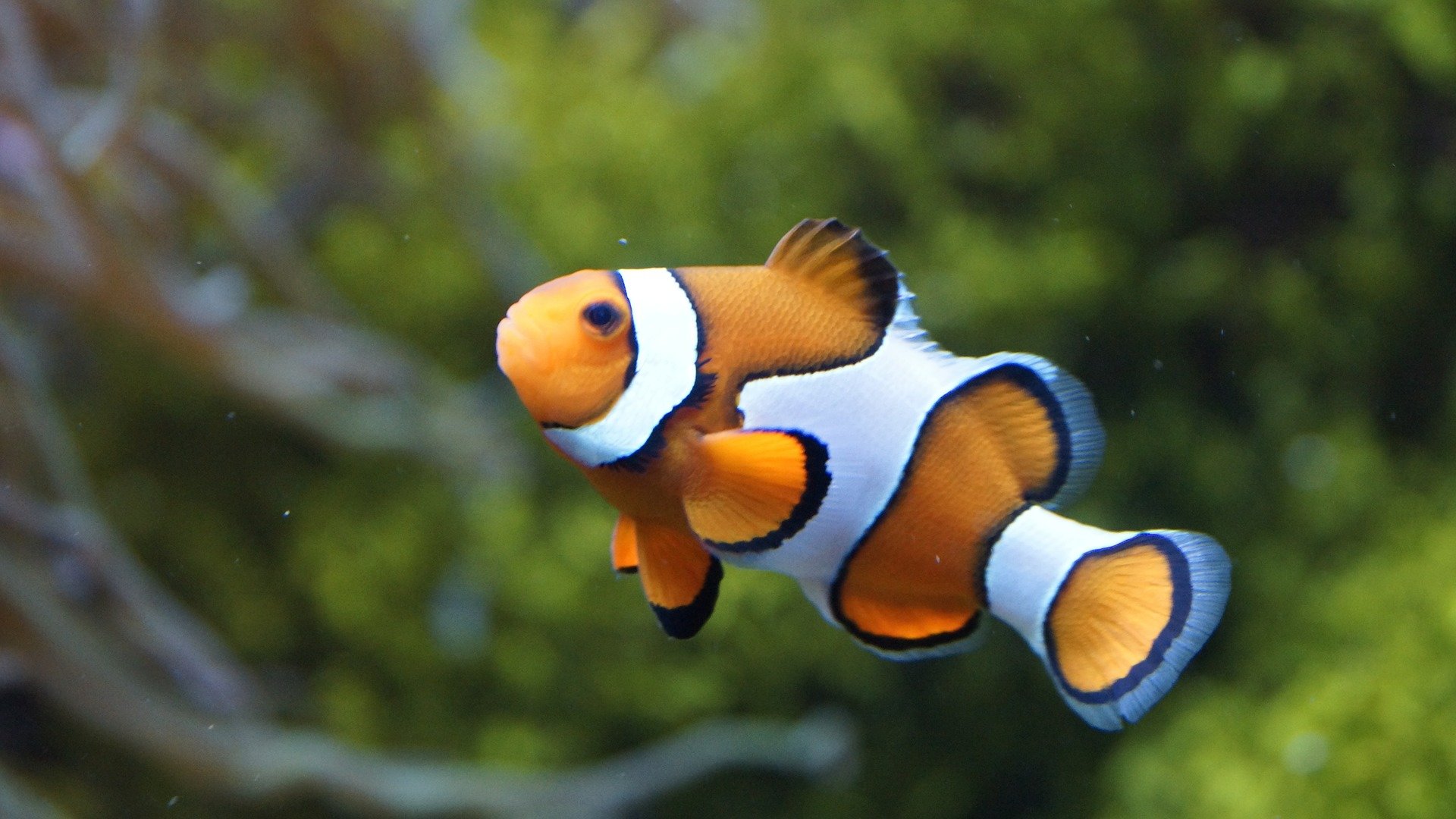 'The Nemo effect' is untrue: Animal movies promote awareness, not harm, say researchers
