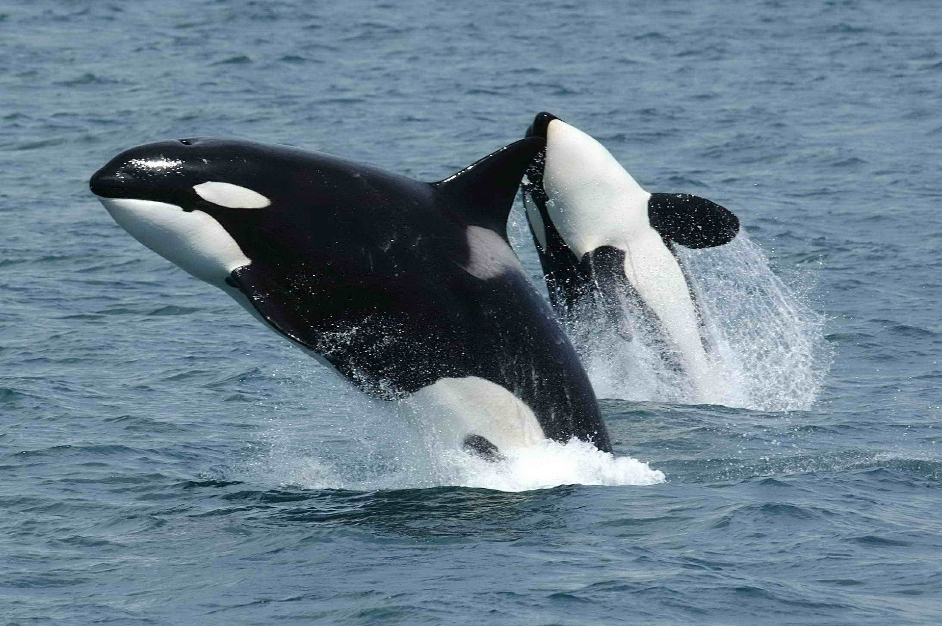 Washington State man who captured Tokitae says he has ‘no regrets’ after orca’s death
