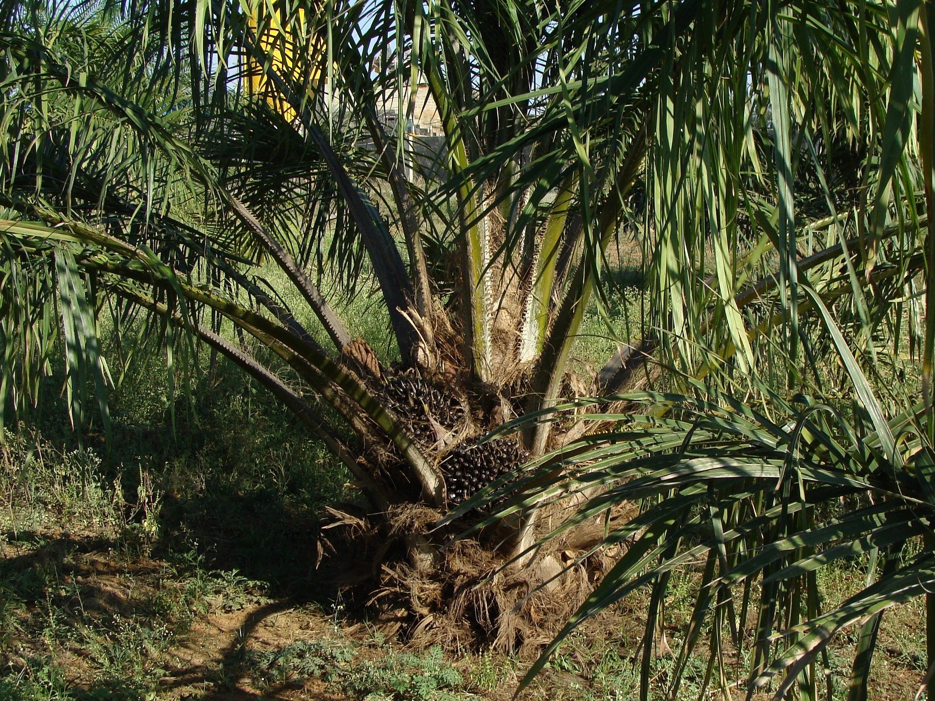 Sustainability: Paper from Palm Oil Production Residues