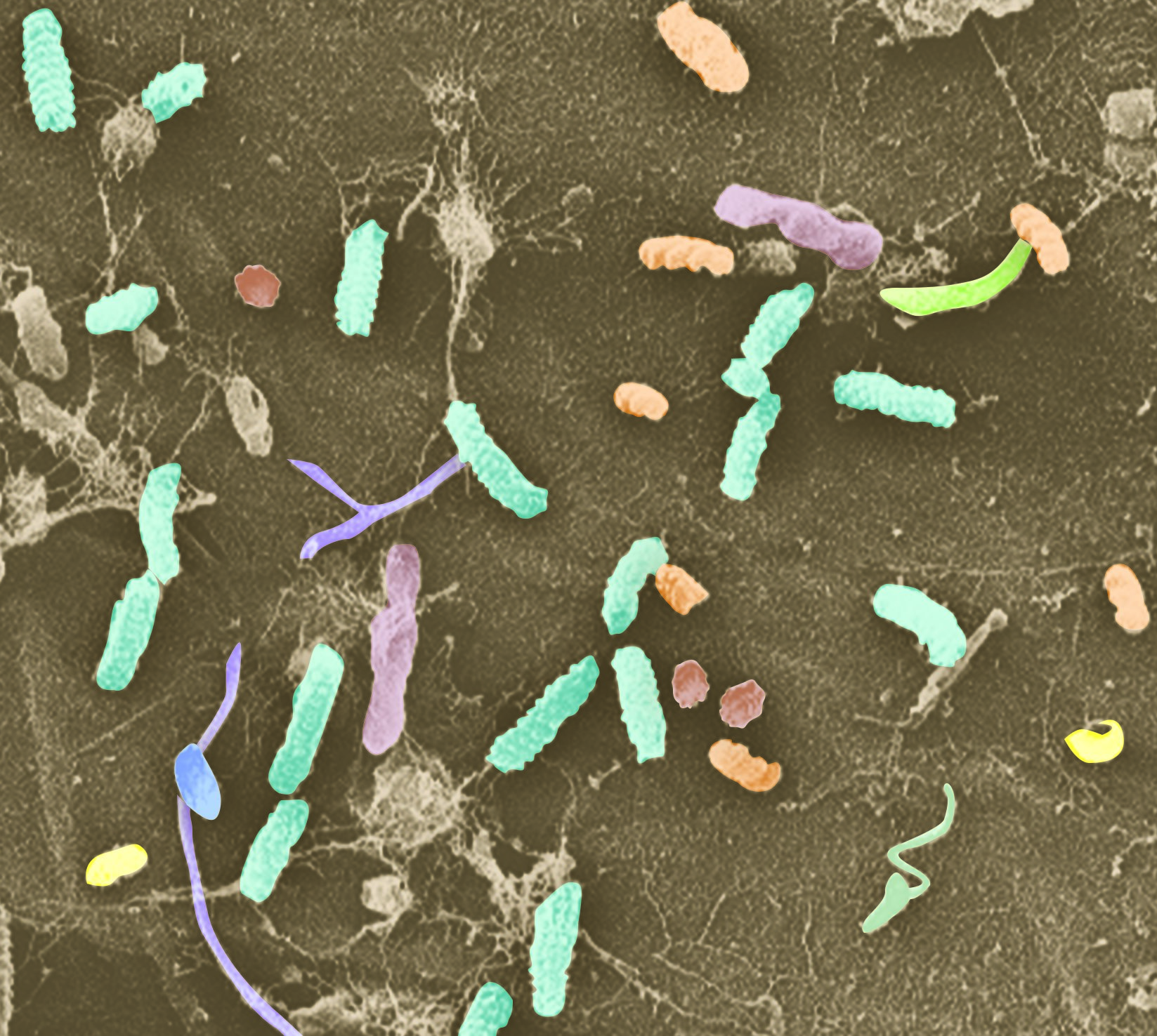 on their resident bacteria to protect them from harmful microbes