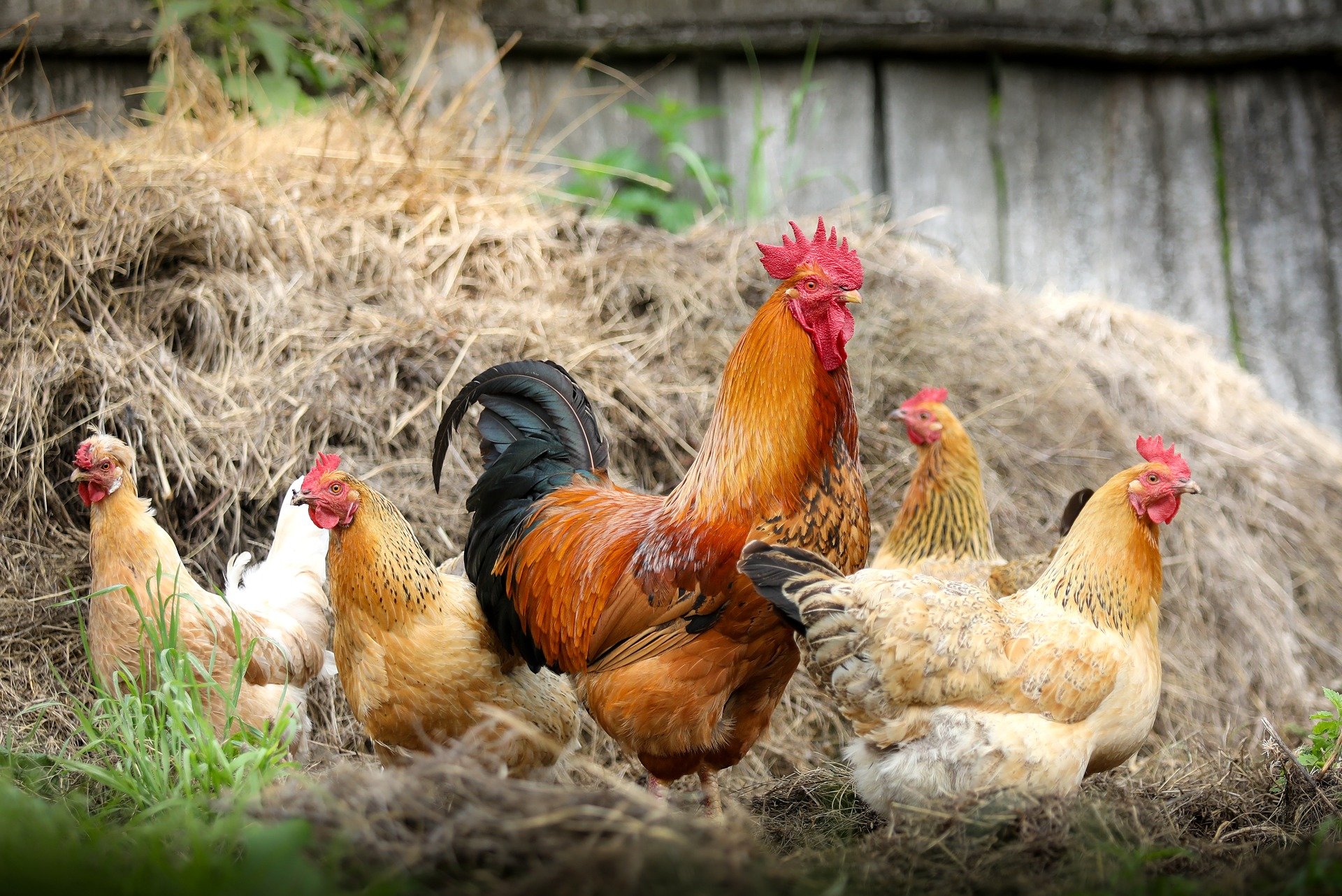 Proteger a las aves de corral de la gripe aviar