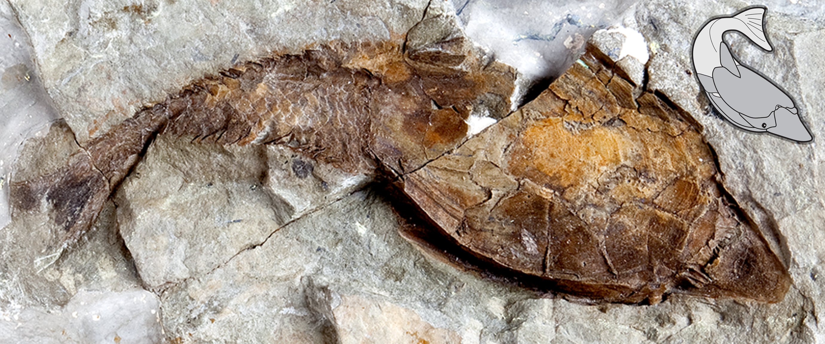 400 млн лет назад какая. Окаменелости древних рыб. Окаменелости бесчелюстных рыб. Окаменелости морских обитателей. Чешуя рыбы окаменелость.
