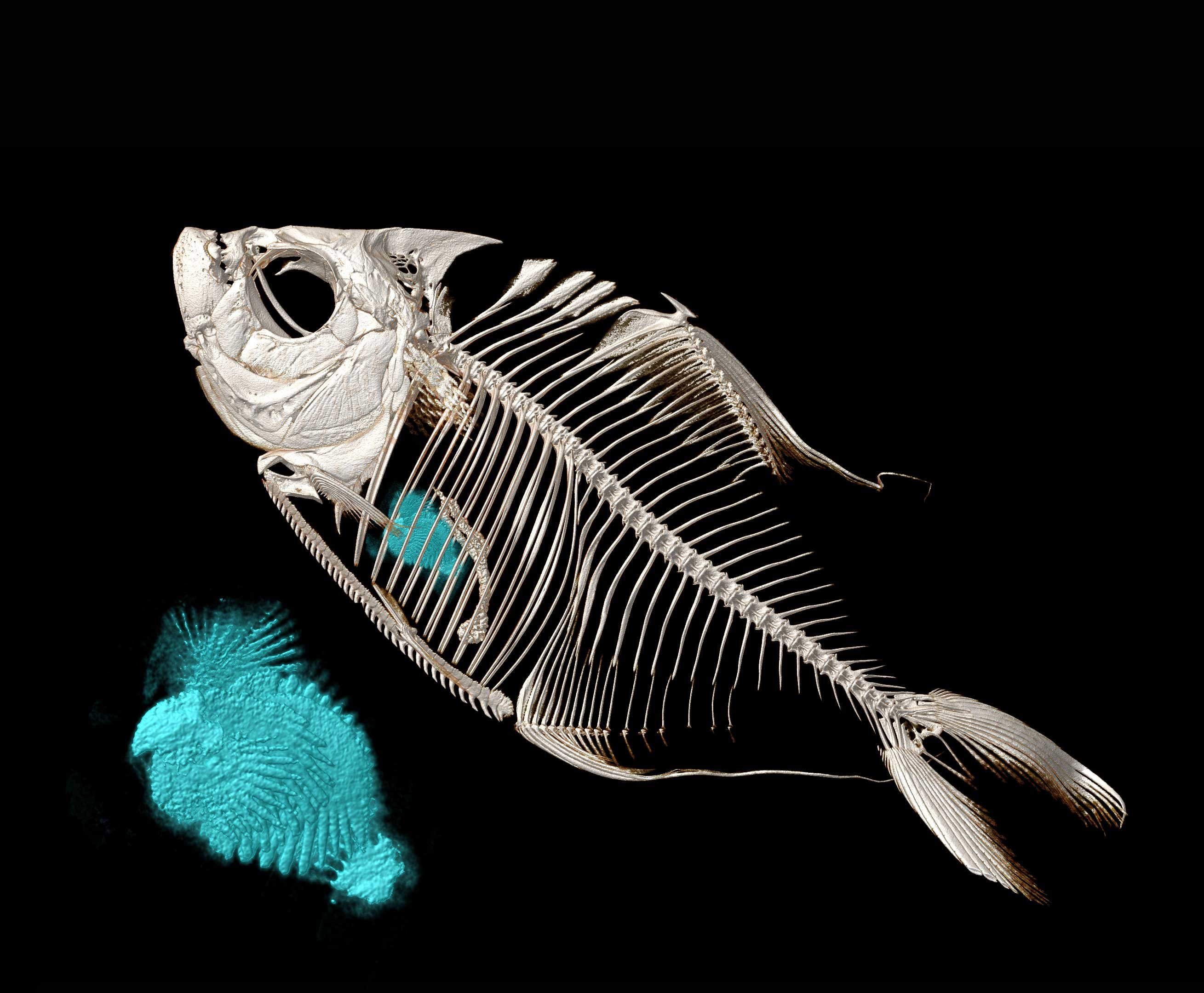 Скелет рыбки