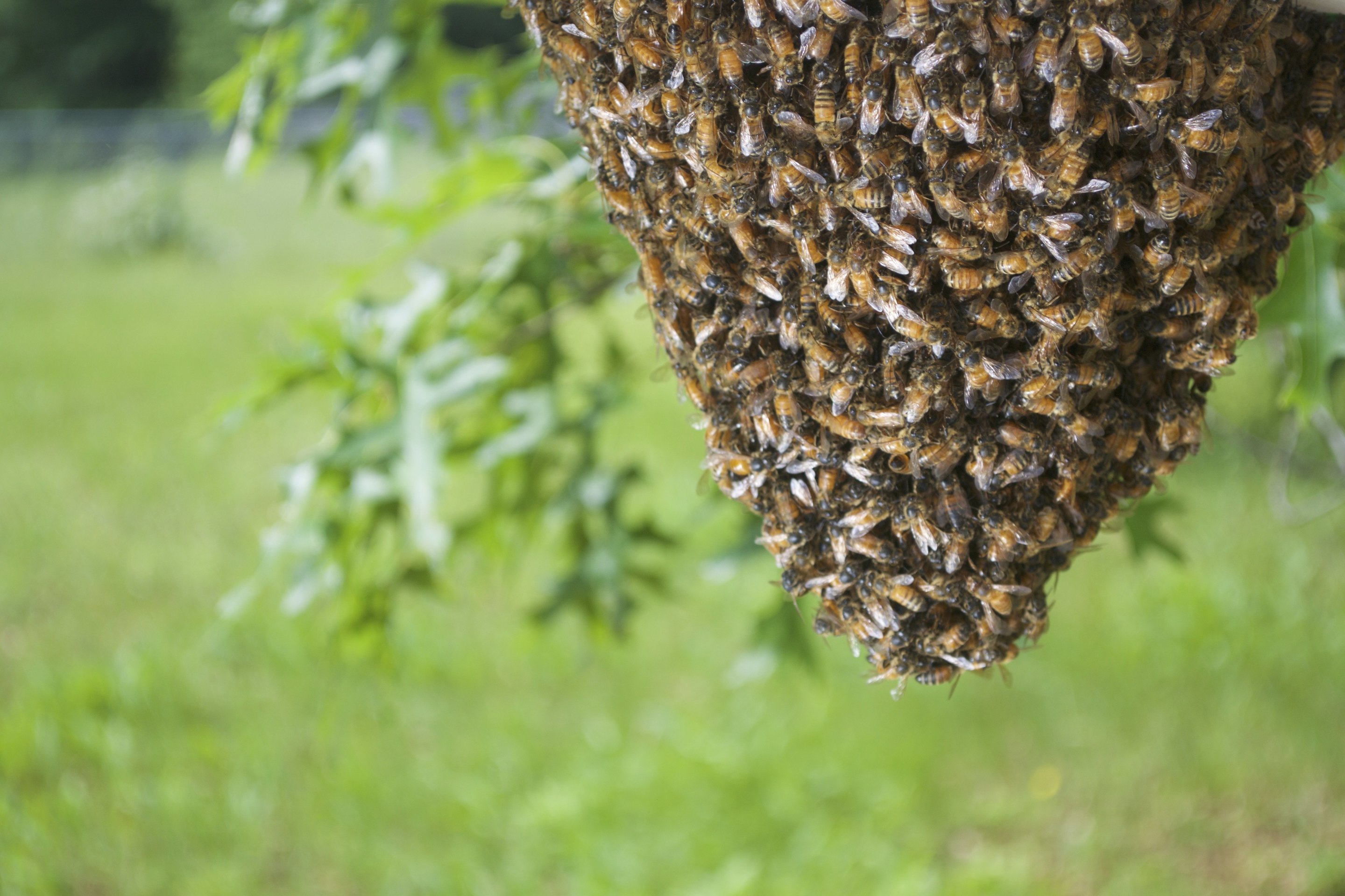 Shaking the swarm—researchers explore how bees collaborate to stabilize  swarm clusters
