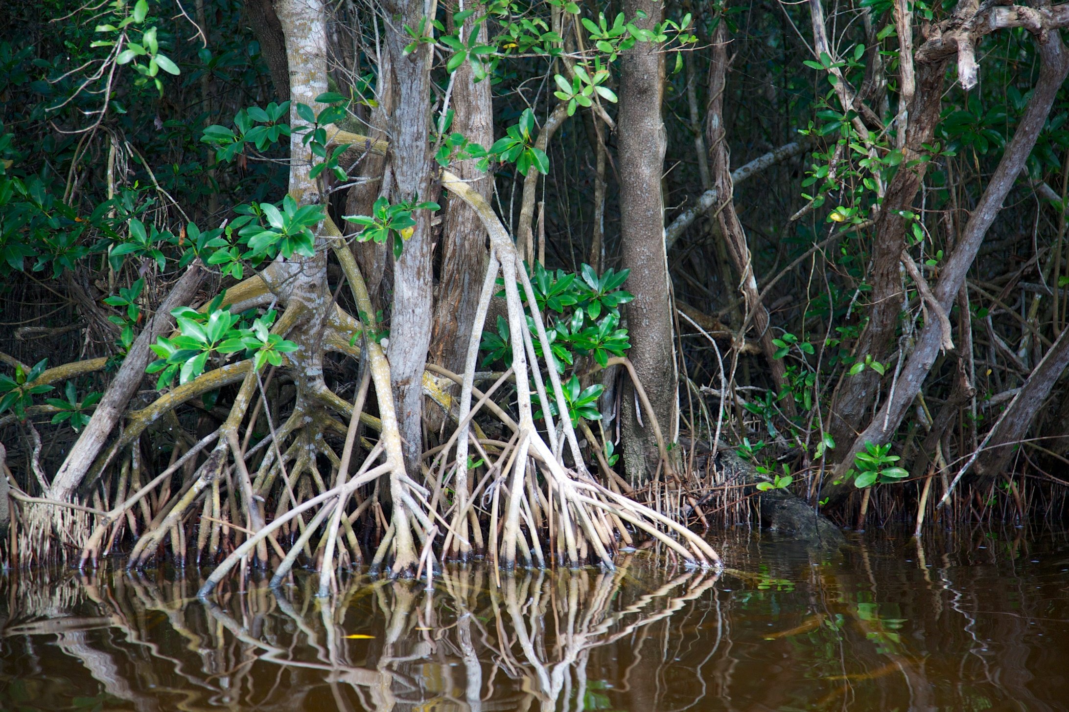 South Florida mangroves are on a death march, marking a new era for Earth